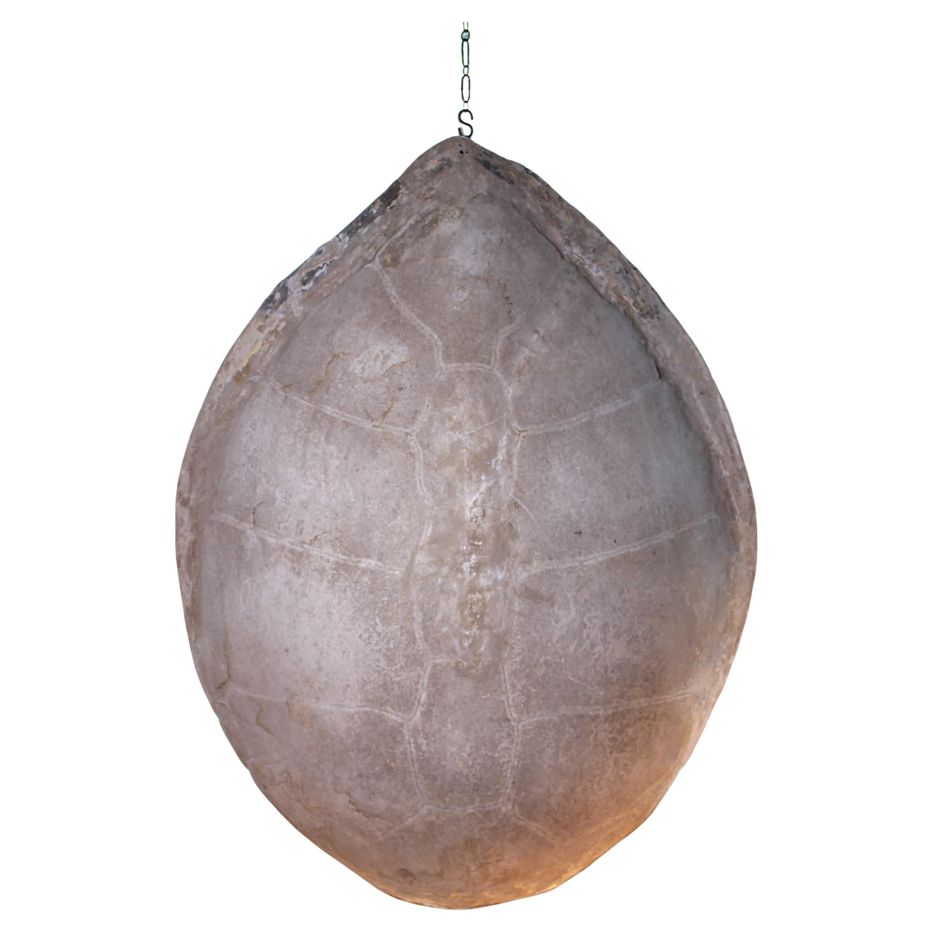 Huge Faux Carapace Giant South American Amazonian River Turtle Shell For Sale