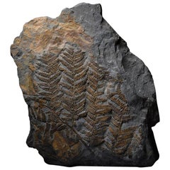 Huge Fossilised Fern Plant, 300 Million Years Old