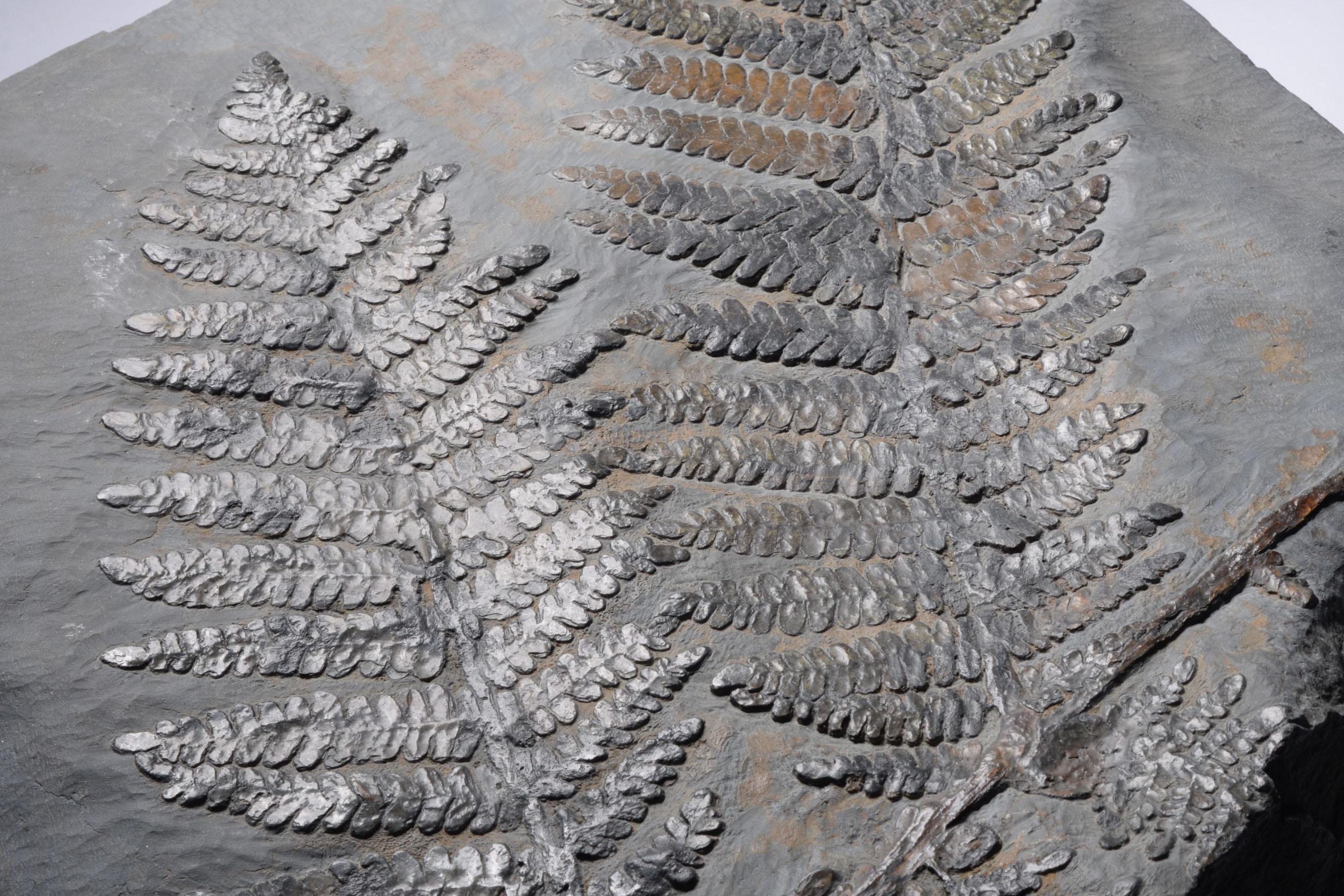 A large and extremely decorative fossilised seed fern (Neuropteris dussartii), from the Piesberg quarry, North-West Germany. Dating to the Carboniferous Period, 359 - 300 million years before present.

This piece is a beautifully preserved