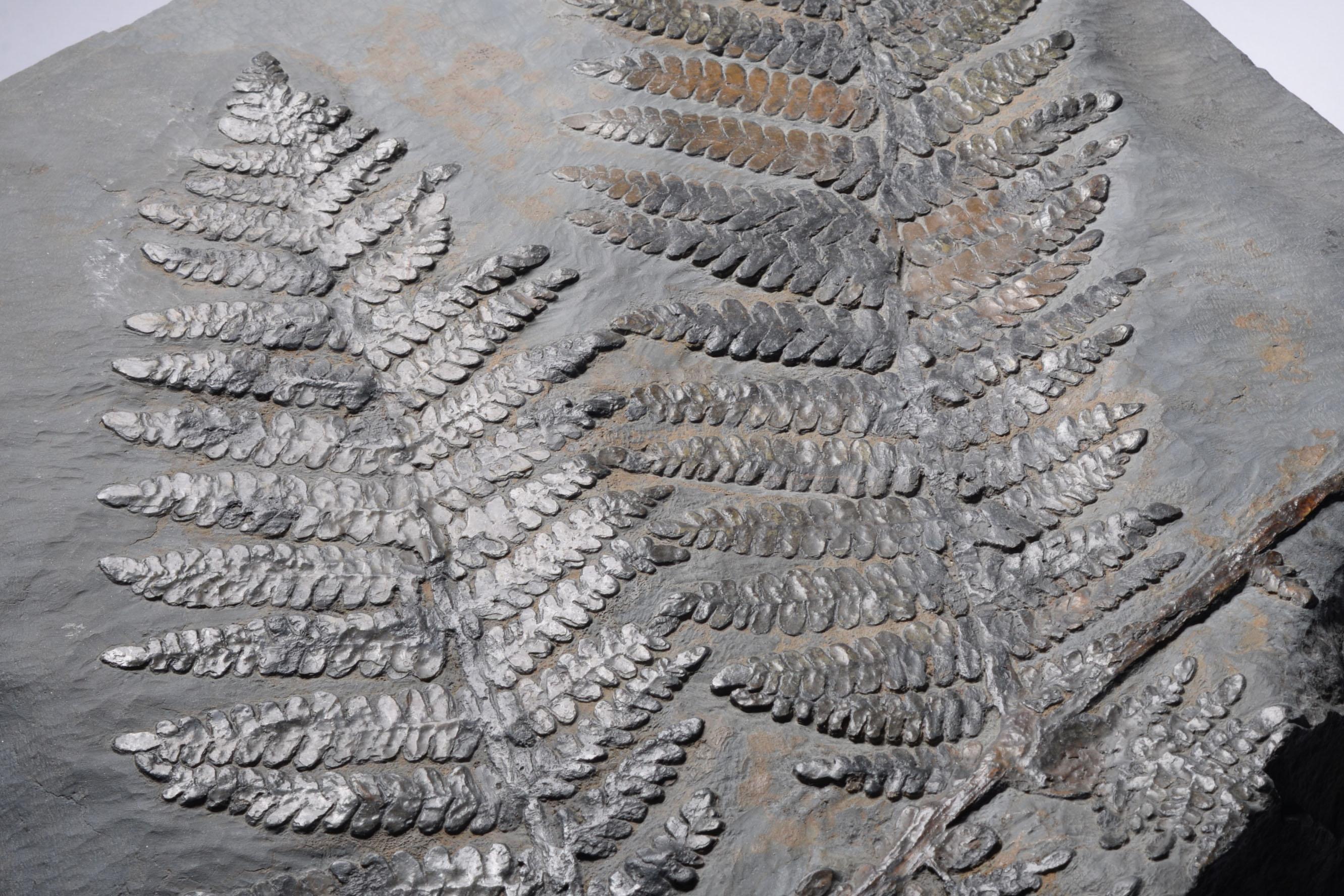 Helecho semillero fosilizado (Neuropteris dussartii), grande y extremadamente decorativo, procedente de la cantera de Piesberg, noroeste de Alemania. Data del Periodo Carbonífero, 359 - 300 millones de años antes del presente.

Esta pieza es una