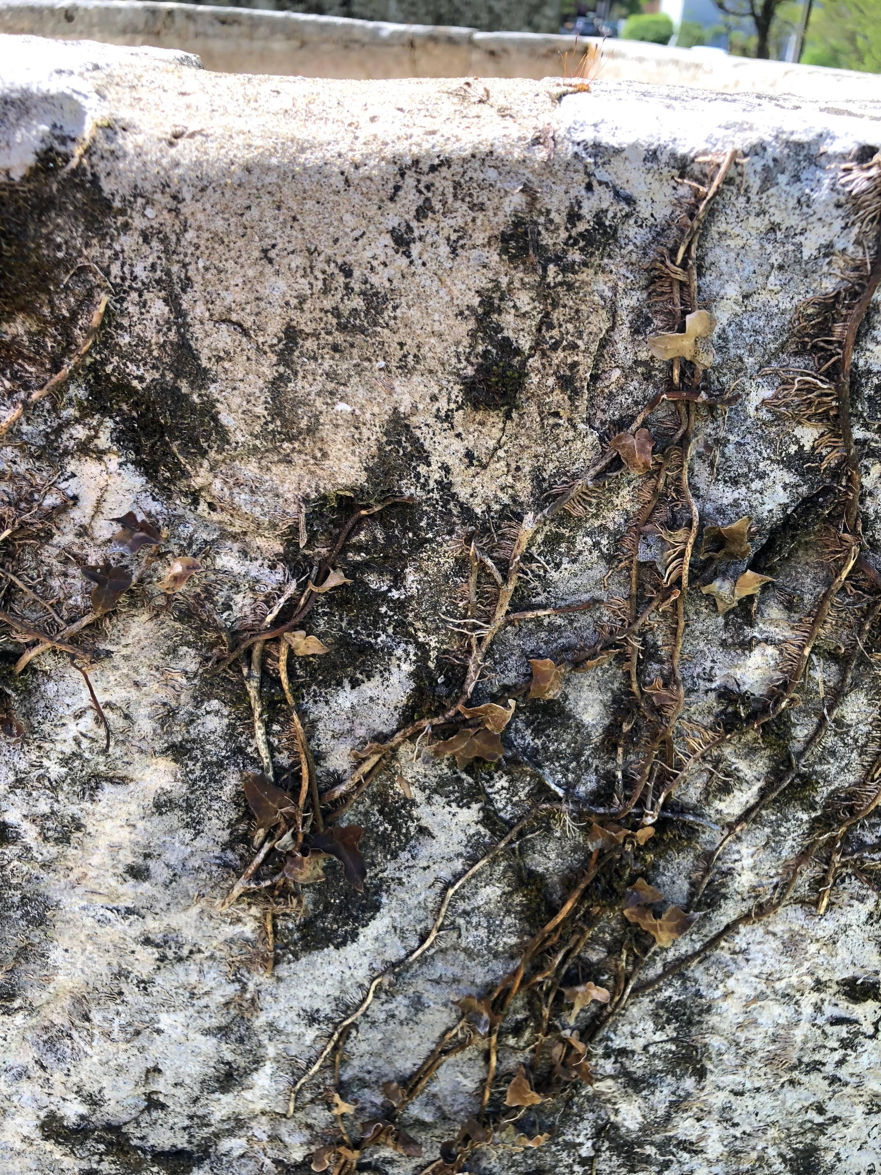 Huge French Hand-Carved Limestone Trough with Residual Ivy Vines 6