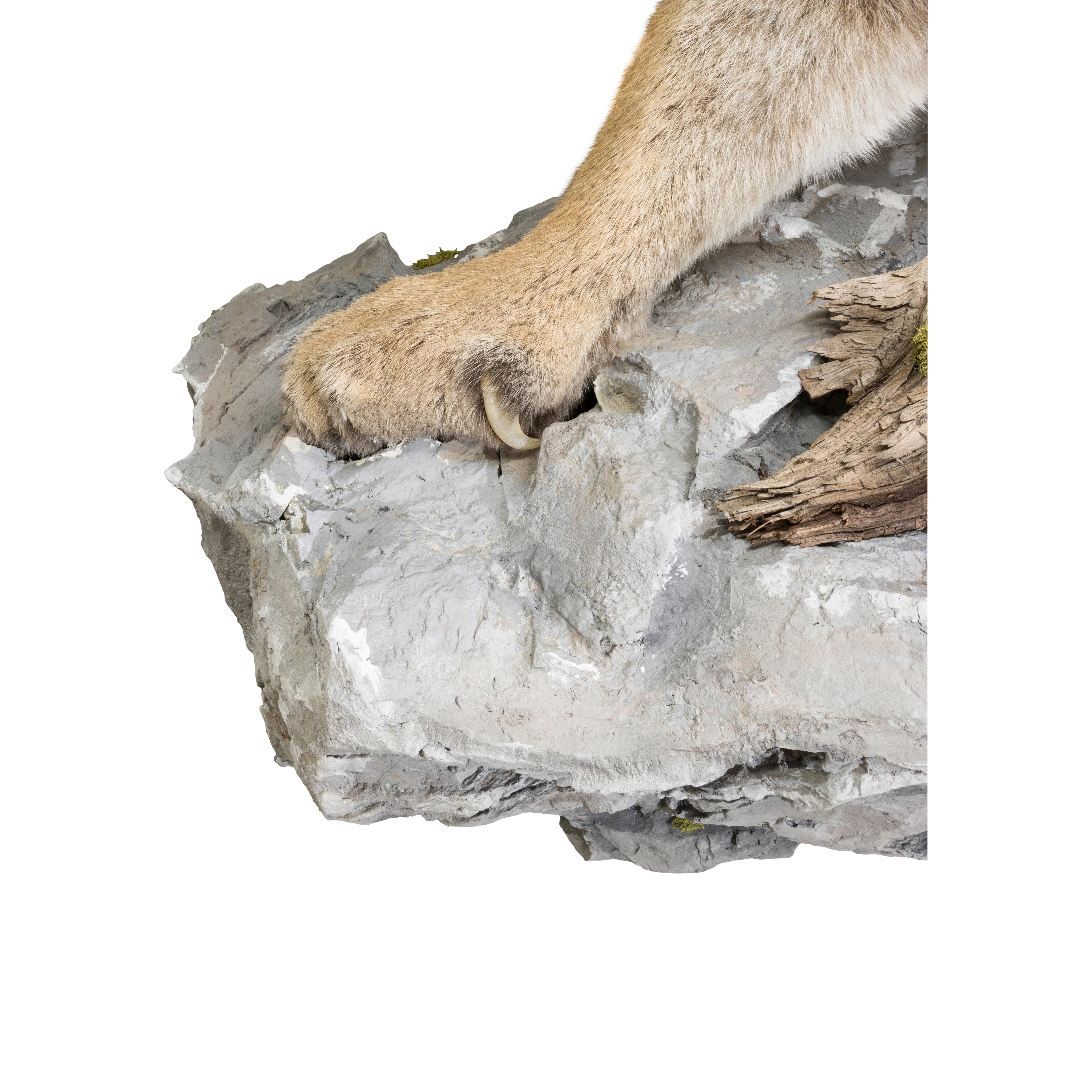 Riesiger Puma auf einem Felsvorsprung. Montiert im Jahr 2023. So schön, wie sie sind. 44 