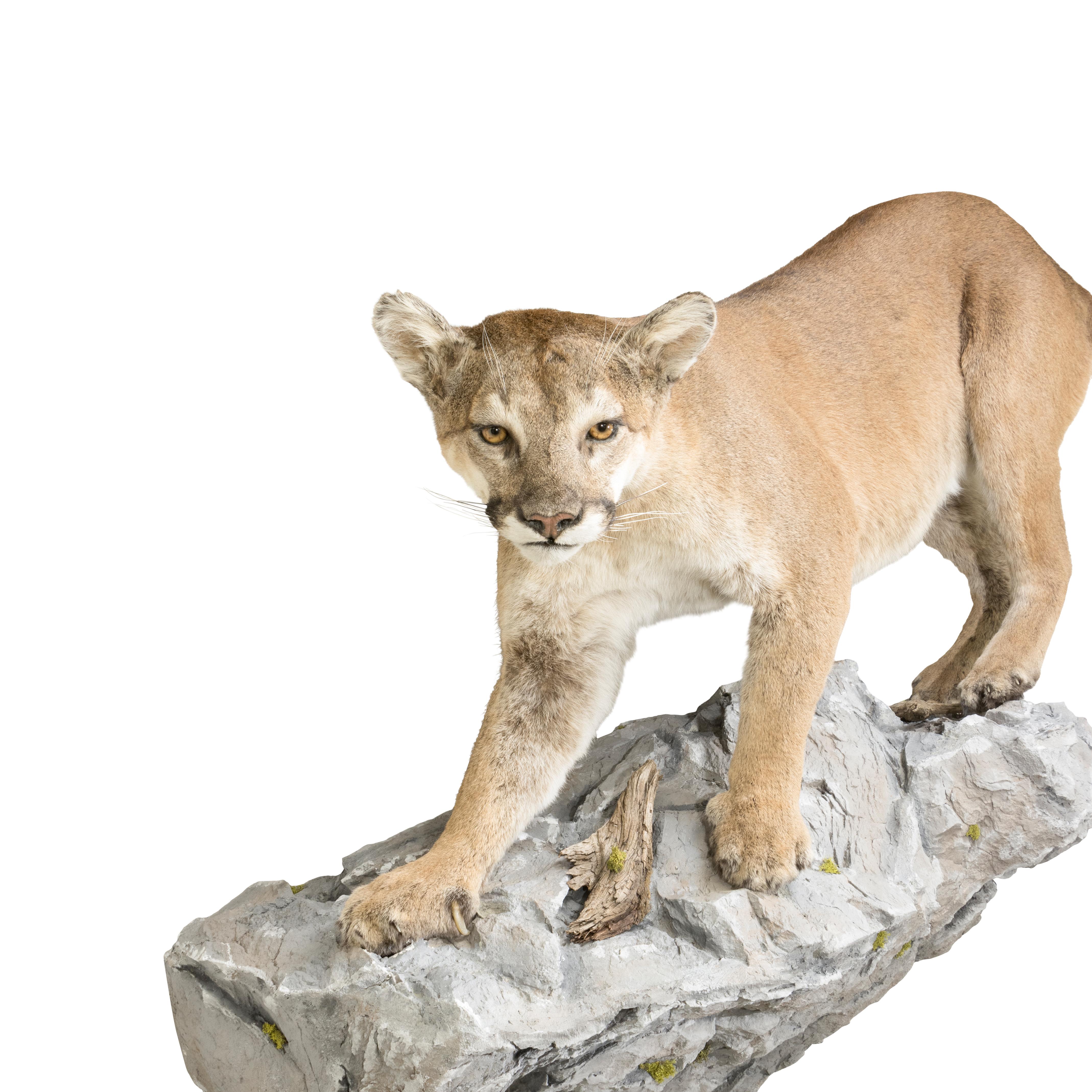 Huge Idaho Cougar Taxidermy Mount on Base In Excellent Condition For Sale In Coeur d'Alene, ID