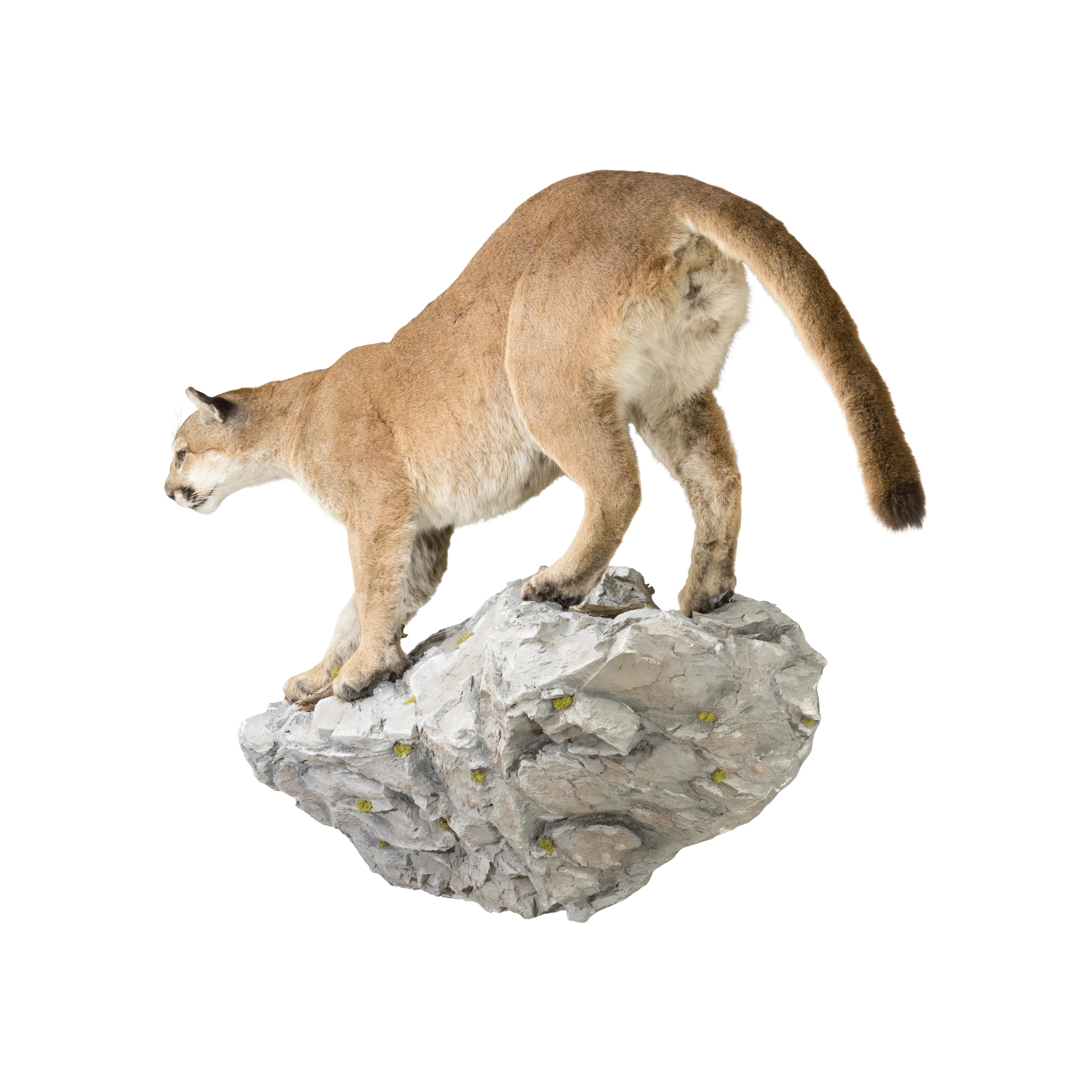 Contemporary Huge Idaho Cougar Taxidermy Mount on Base For Sale