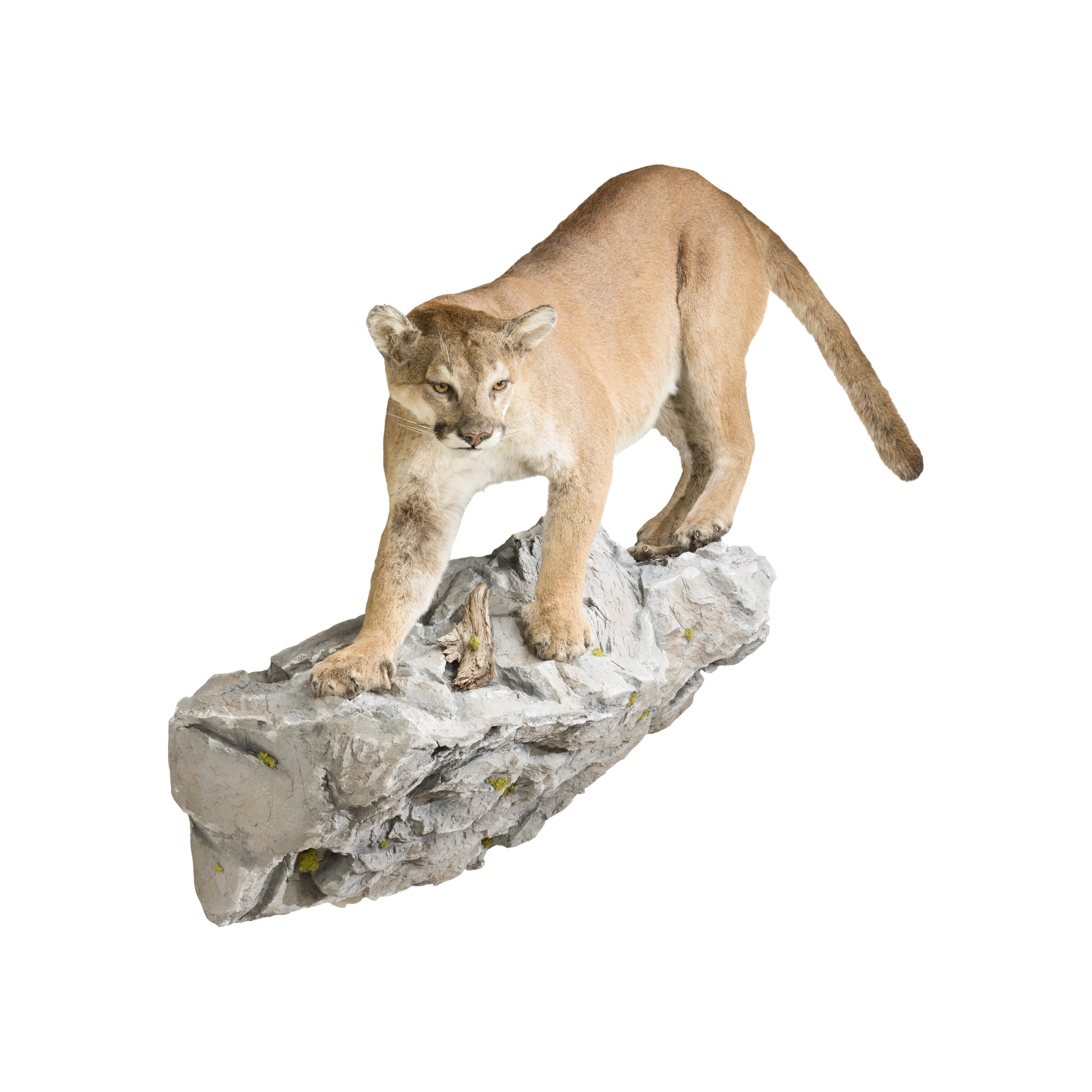 Other Huge Idaho Cougar Taxidermy Mount on Base For Sale