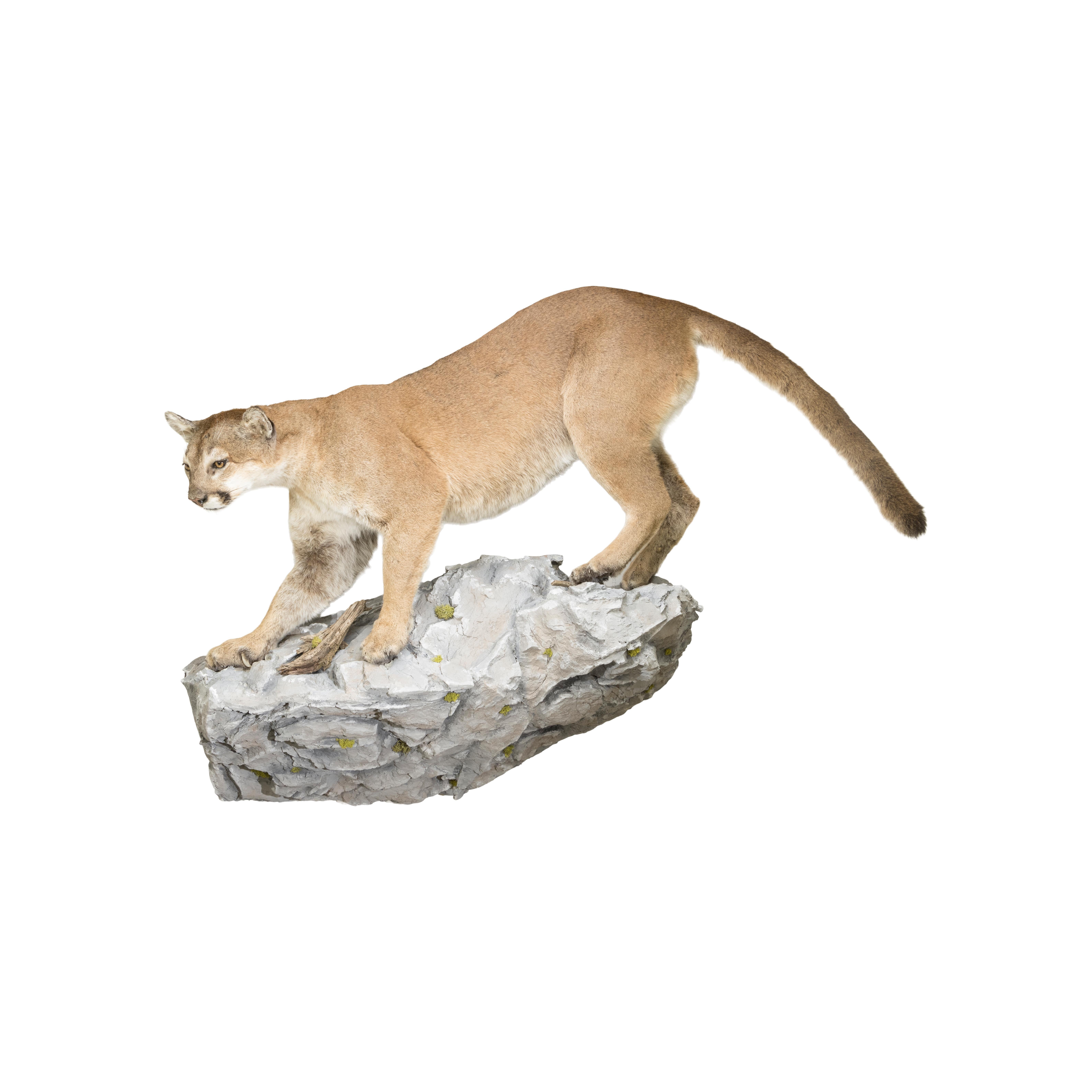 Huge Idaho Cougar Taxidermy Mount on Base For Sale 1