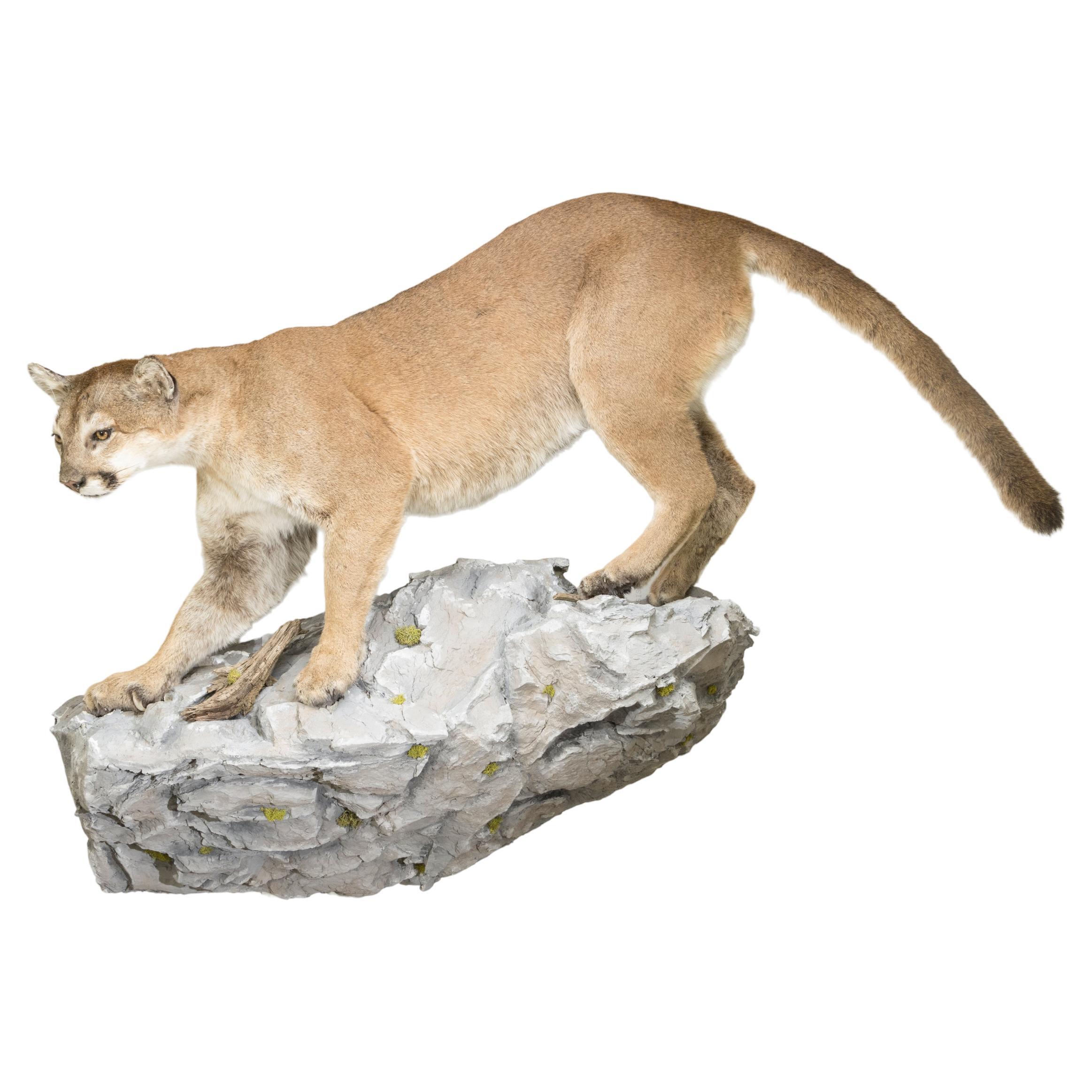 Huge Idaho Cougar Taxidermy Mount on Base For Sale
