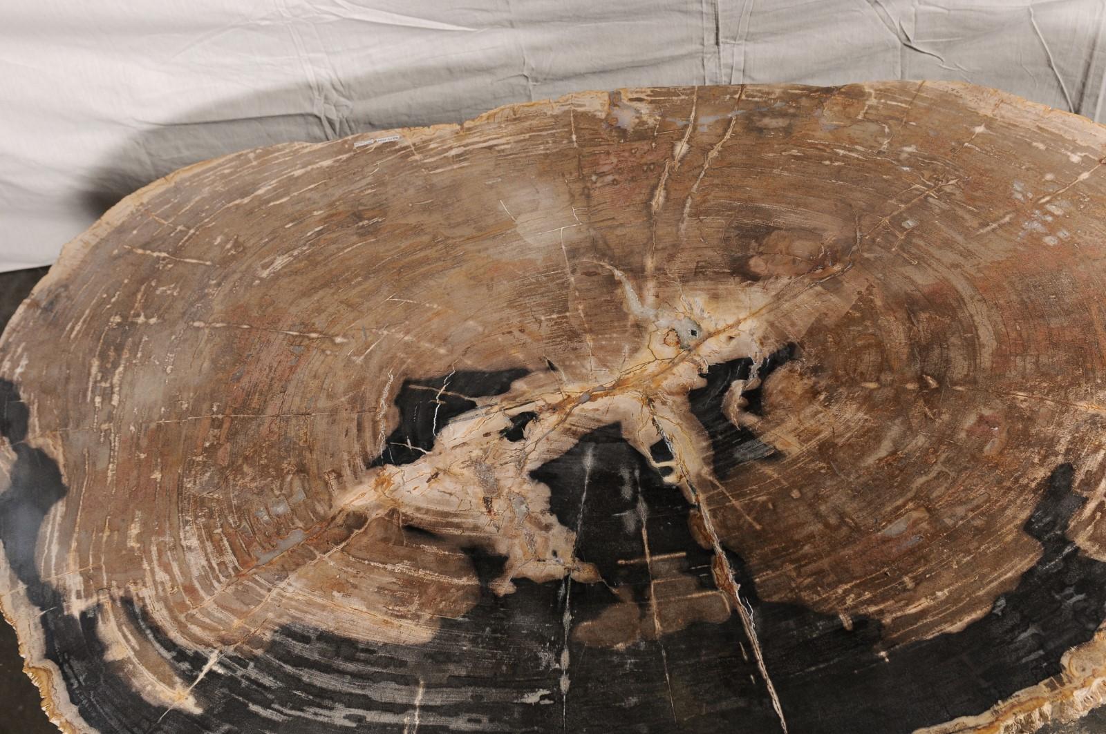 Huge Live-Edge Petrified Wood Coffee Table, Approximately For Sale 6