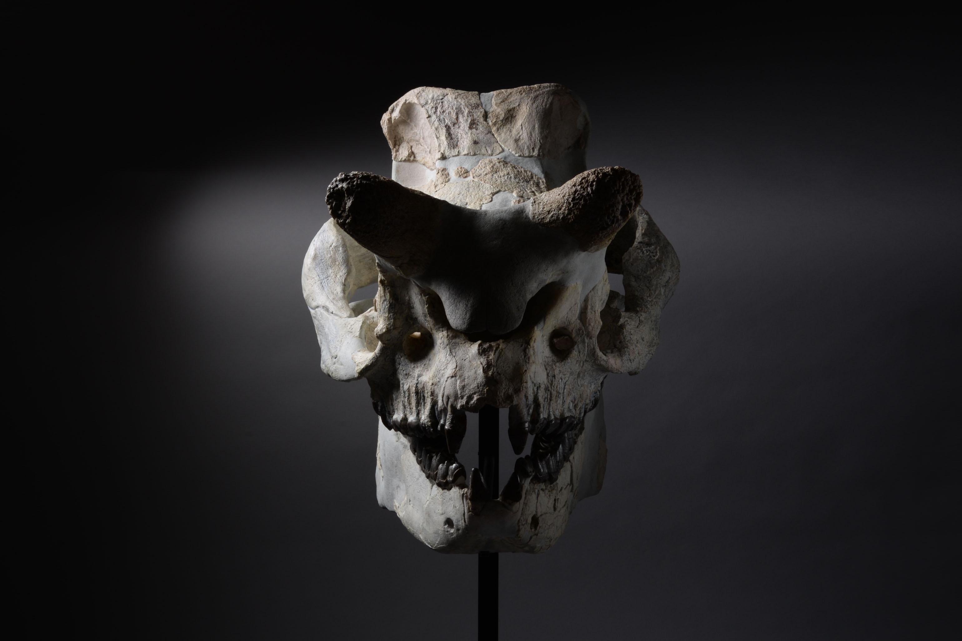 megalodon skull