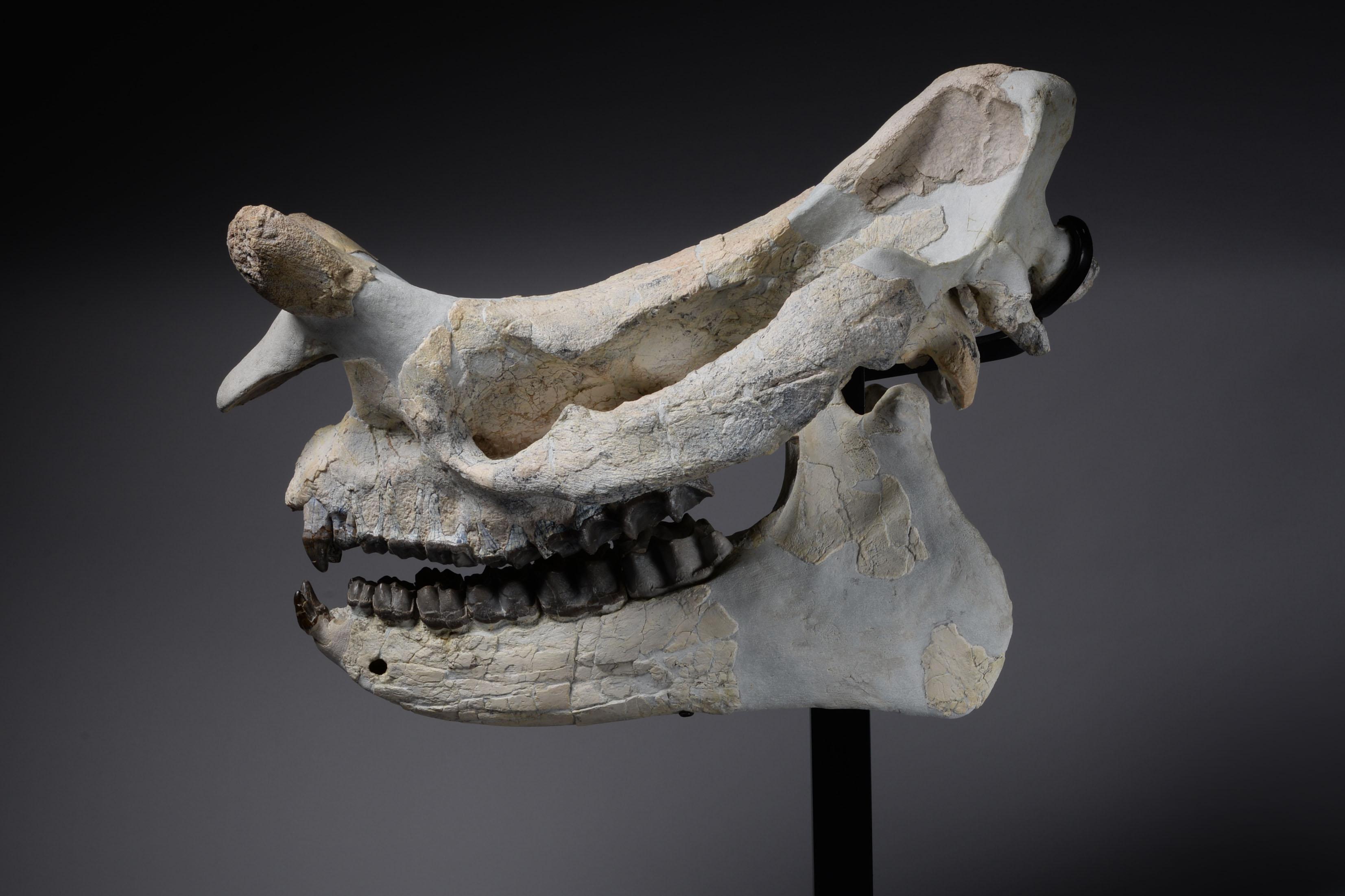 18th Century and Earlier Large Megacerops Fossil Skull