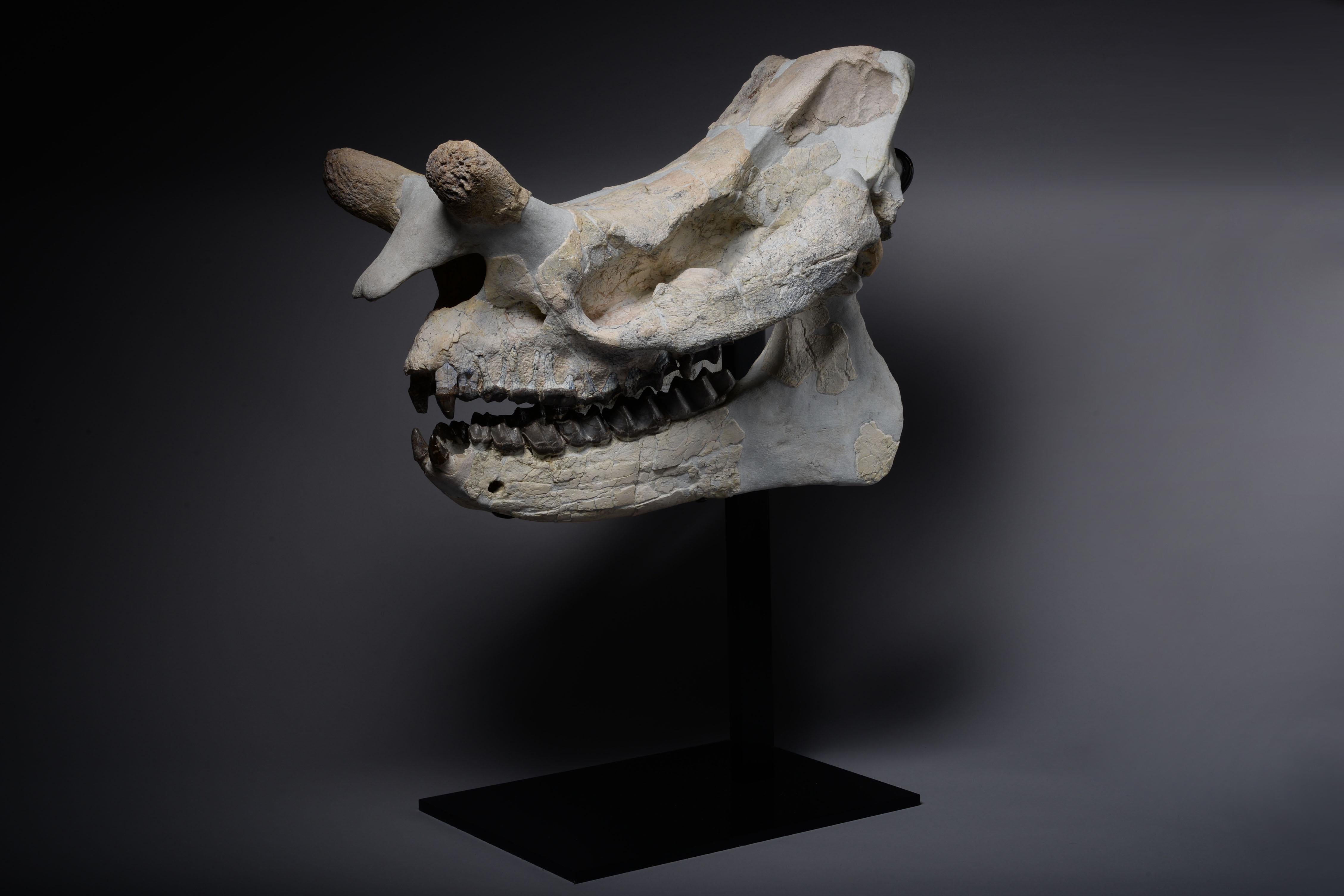 Other Large Megacerops Fossil Skull