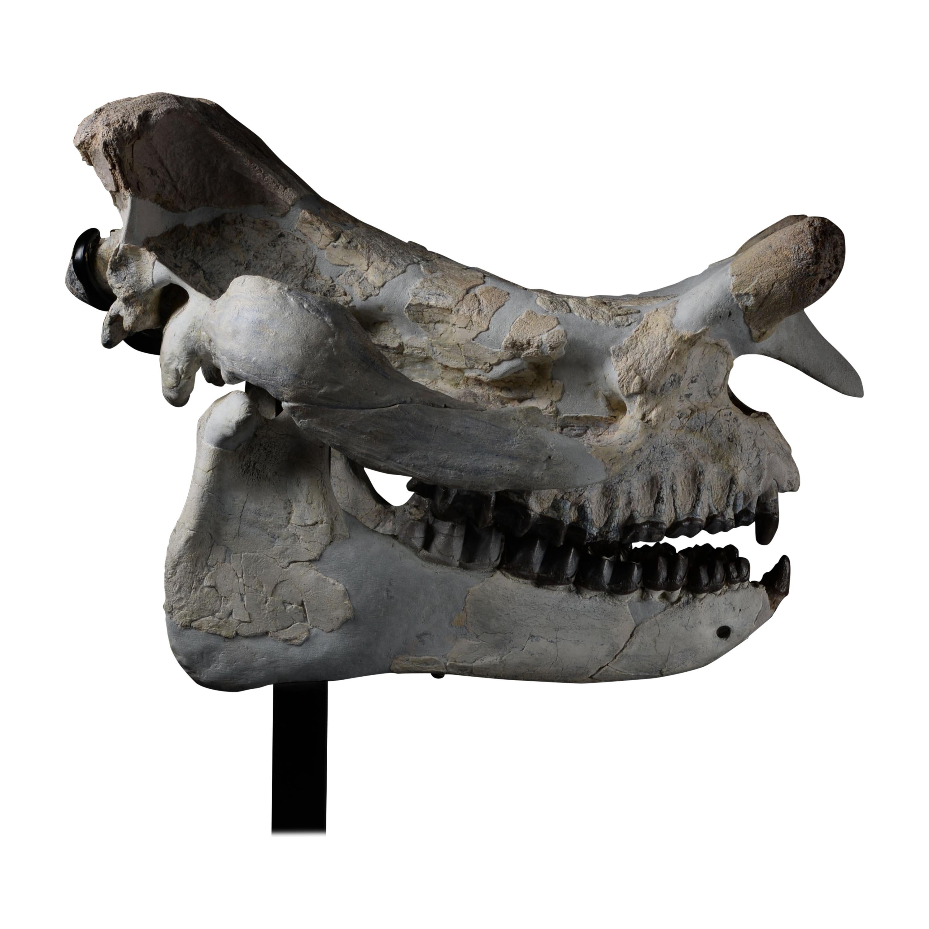 Large Megacerops Fossil Skull