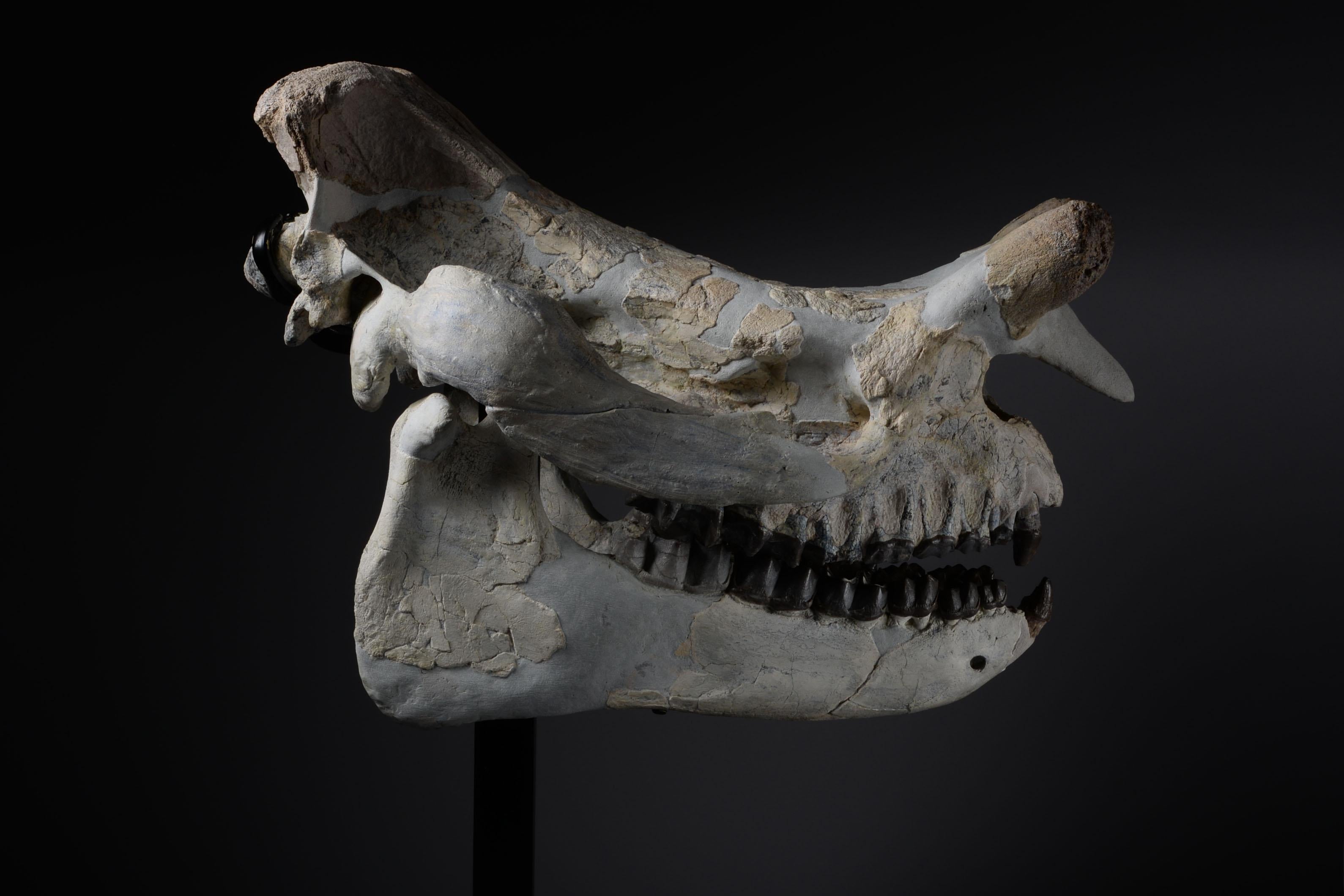Megacerops skull, Chadron formation, Late Eocene, 38-34 million years before present.


Length: 29 inches (73.7 cm).

Condition: Restored from fragments, approximately 70% complete.

With a steel bracket for vertically wall mounting the skull, and