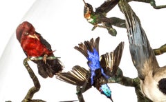 Huge Monumental Victorian Taxidermy Dome with Colorfull Tropical Birds, C. 1850