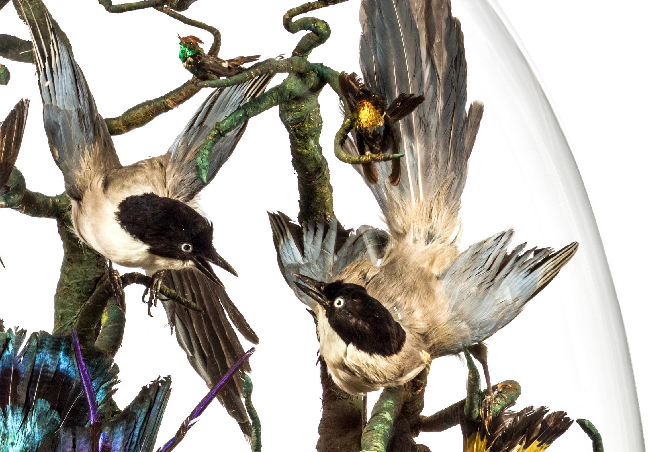 Anglais Grand dôme monumental de taxidermie victorien avec oiseaux tropicaux colorés, vers 1850 en vente