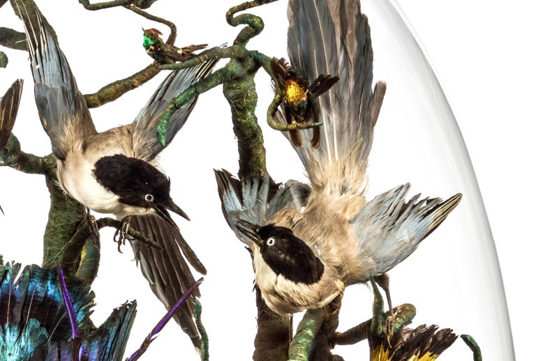 Exceptional Restored Victorian Bird Taxidermy Display – The Fab Pad