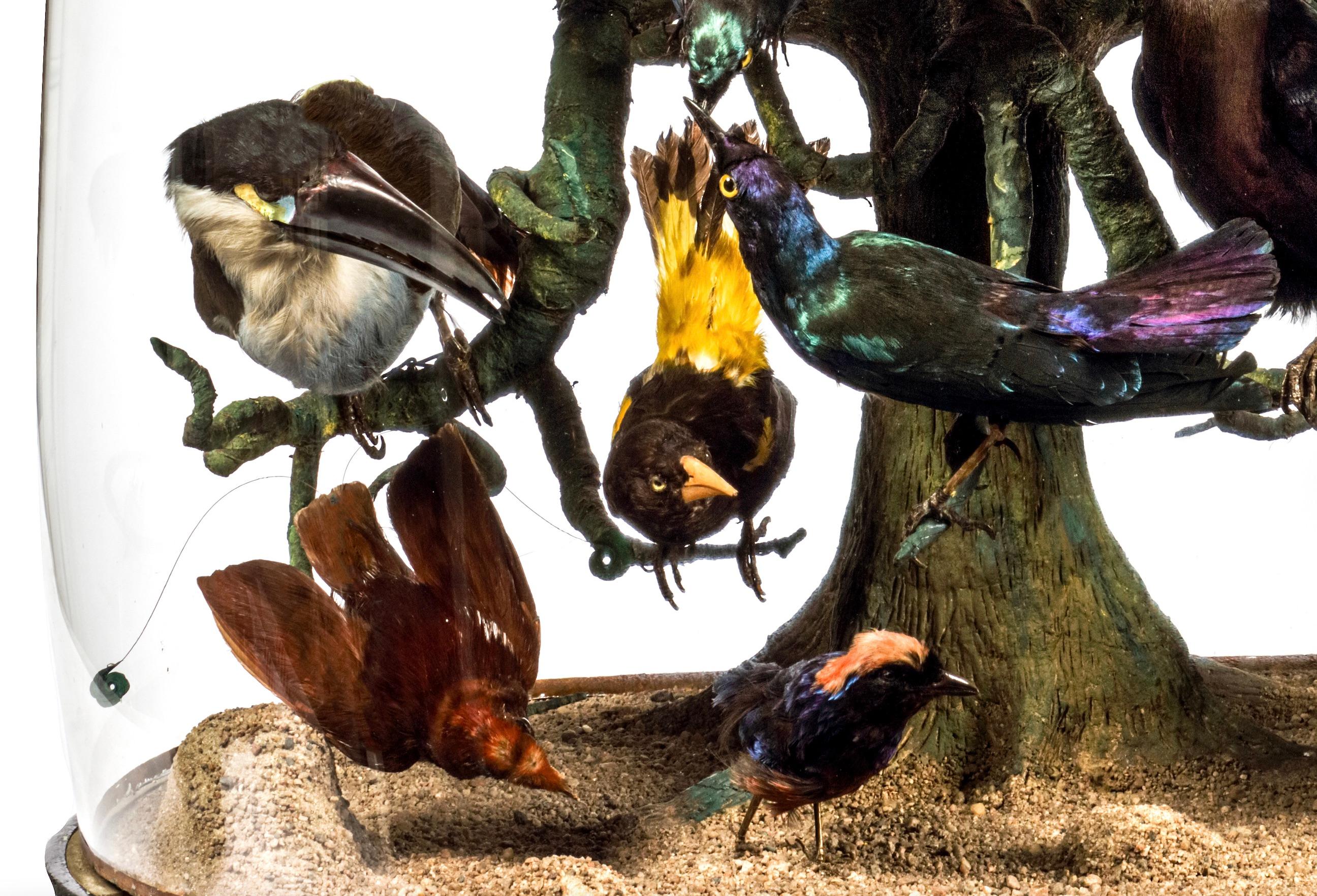 Huge Monumental Victorian Taxidermy Dome with Colorfull Tropical Birds, C. 1850 For Sale 1