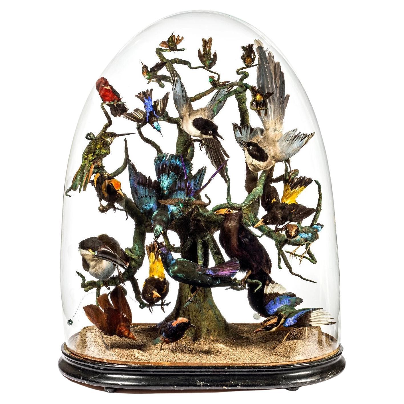 Huge Monumental Victorian Taxidermy Dome with Colorfull Tropical Birds, C. 1850