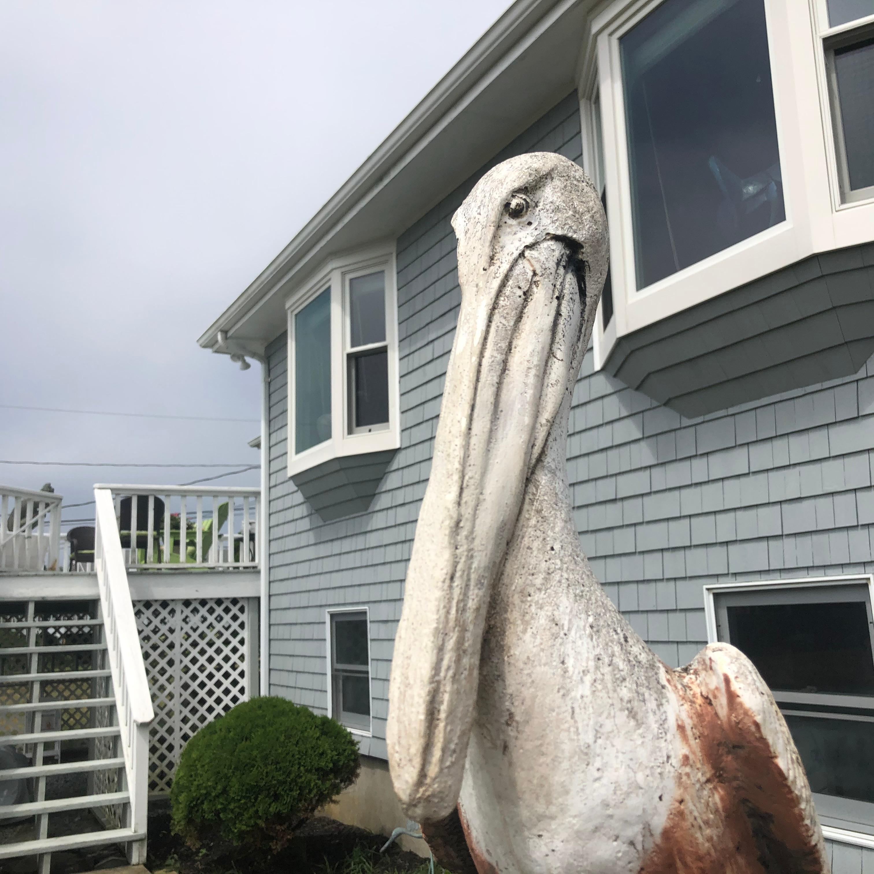 Huge Ocean Garden Sea Bird Pelican 4