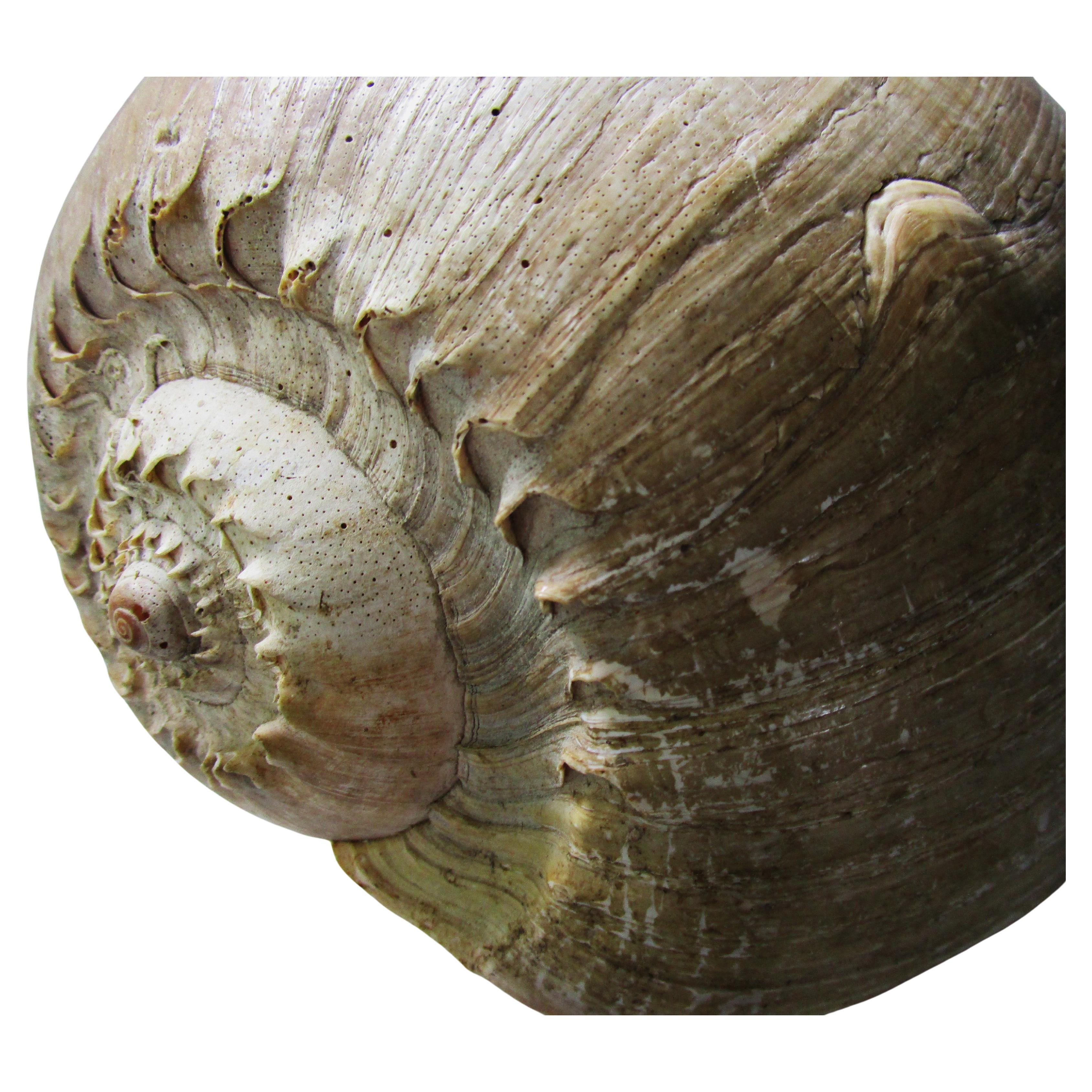 20th Century Huge Old Melon Volute Seashell For Sale