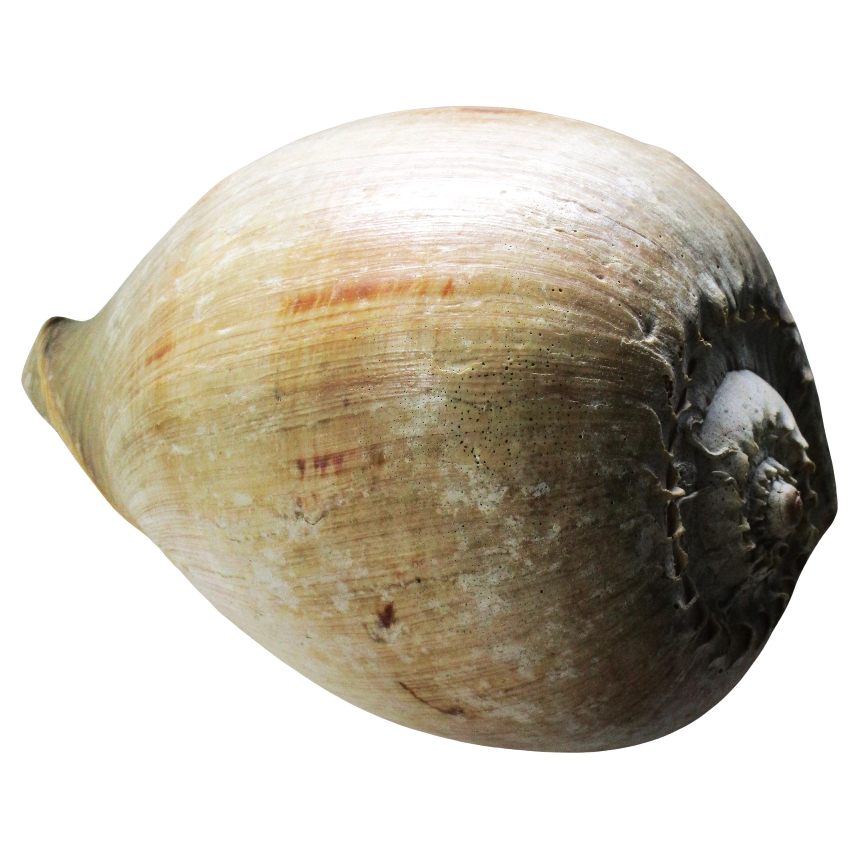 Shell Huge Old Melon Volute Seashell For Sale