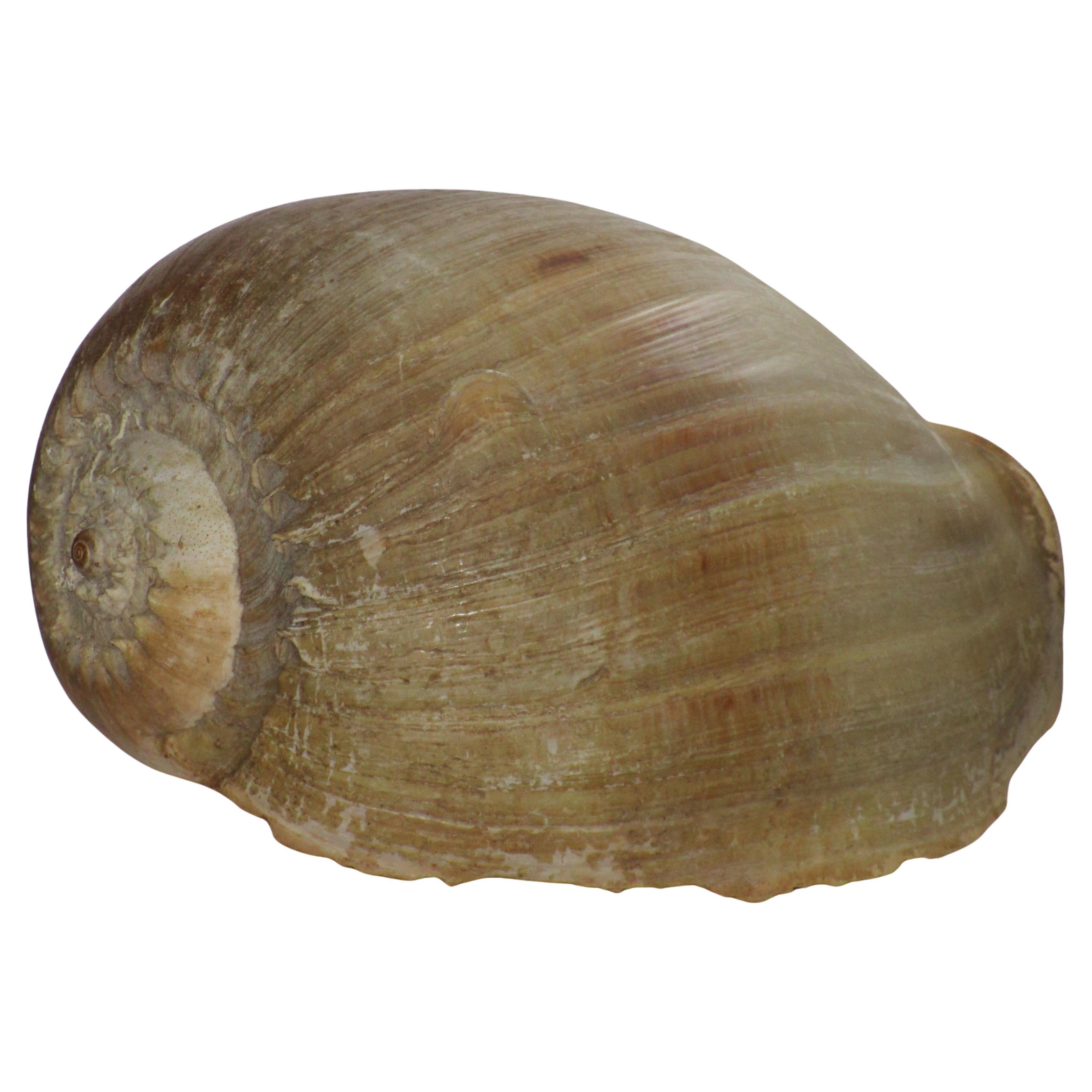 Huge Old Melon Volute Seashell For Sale 1
