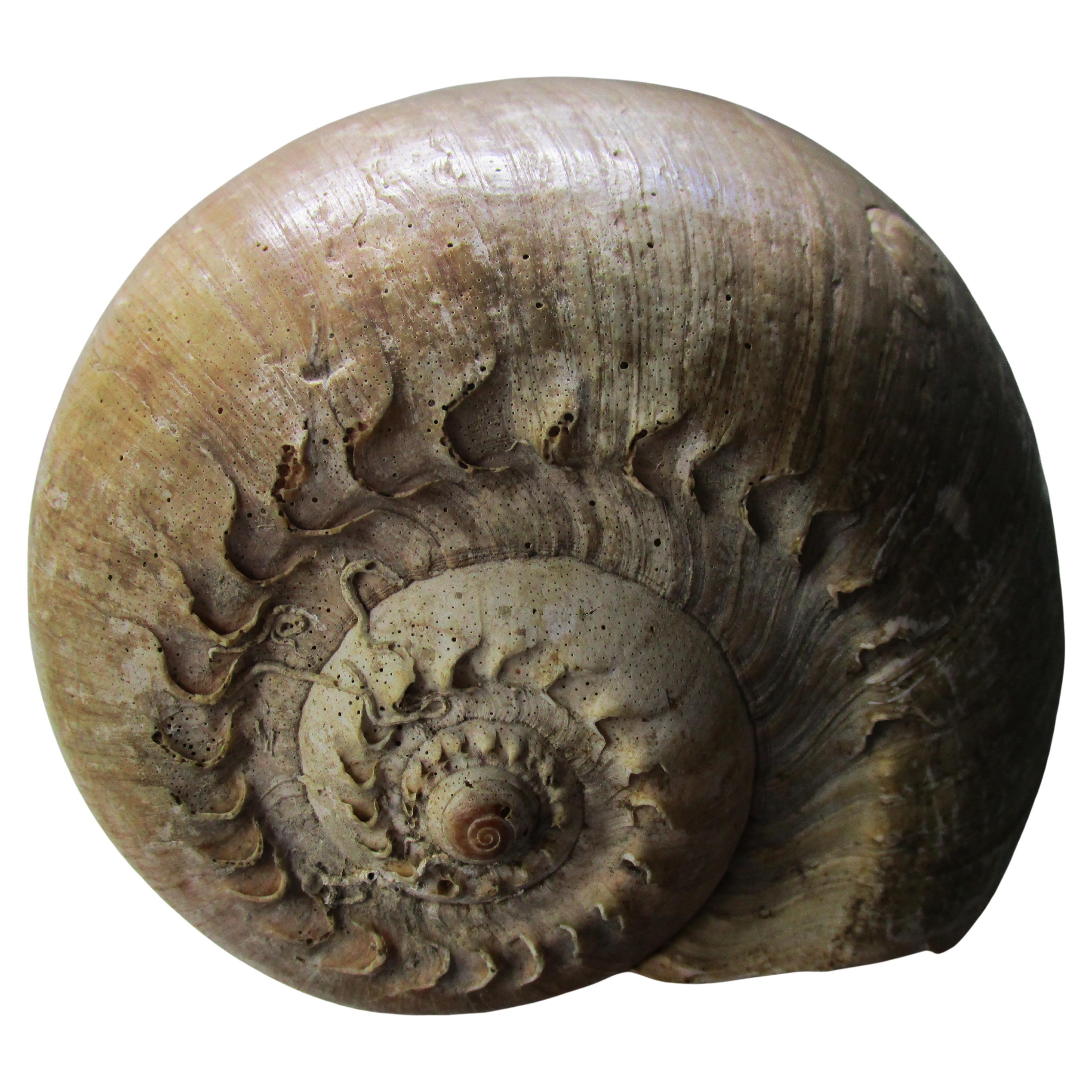 Huge Old Melon Volute Seashell For Sale 3