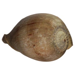 Spécimens naturels