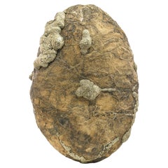 Huge Oval Shape Pyrite Marcasite On Limonite Matrix From Pakistan