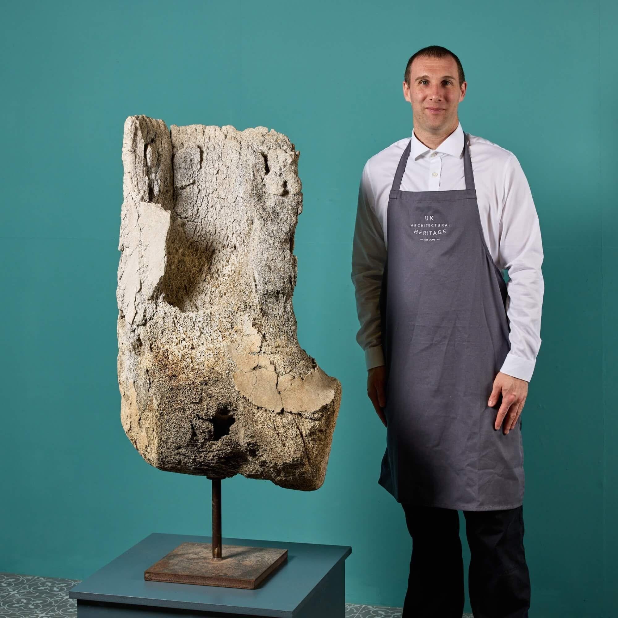 Standing at over 120cm (47 inches) tall, this rare prehistoric fossilised whale bone is a fascinating sculptural artefact for an interior or live-in museum. It was reputedly excavated in Beccles, Suffolk UK and has a natural shape and open texture