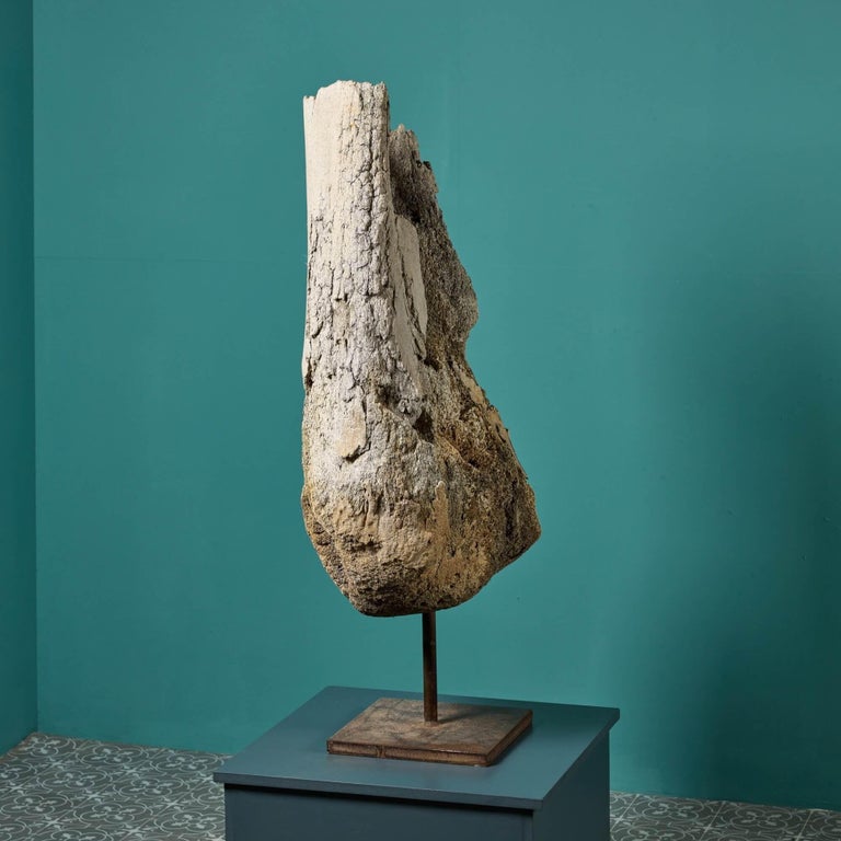 Huge Prehistoric Fossilised Whale Bone For Sale at 1stDibs