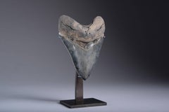 Huge Pristine Megalodon Shark Tooth Fossil