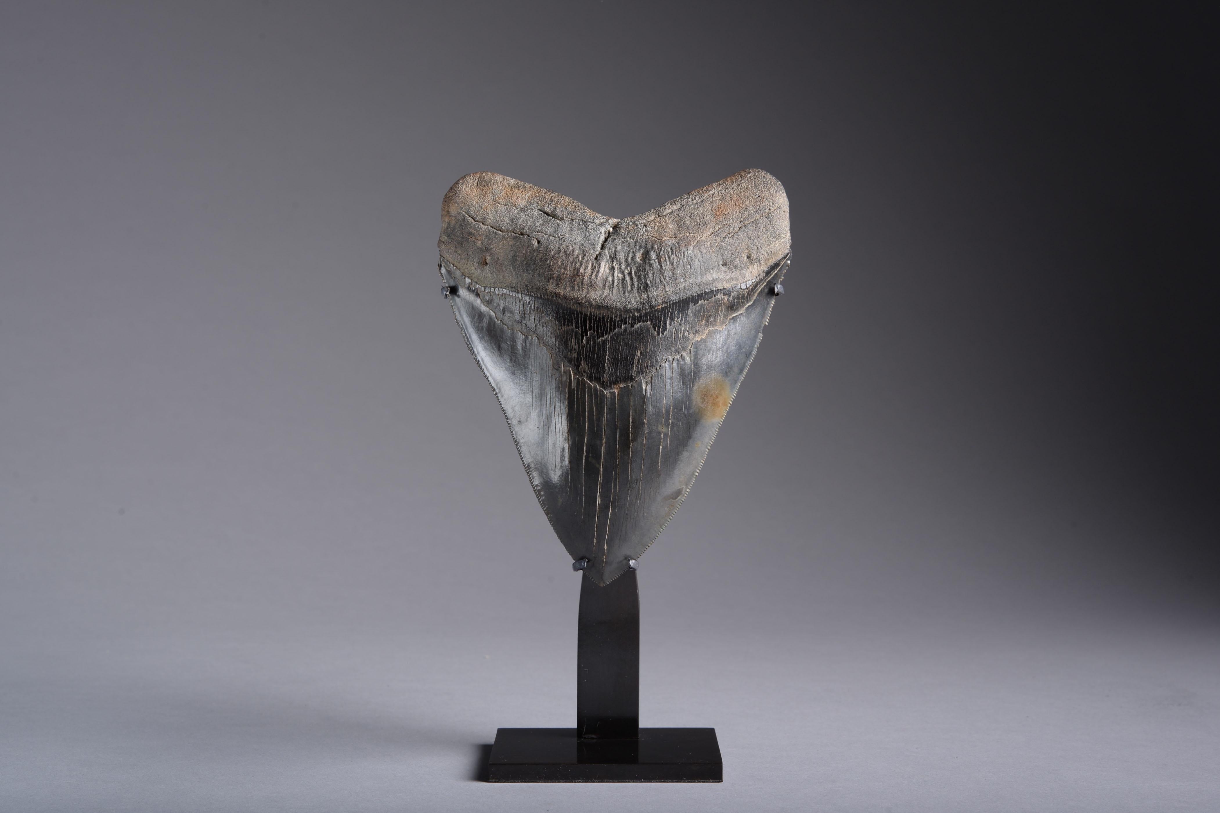 A huge, perfectly preserved Megalodon (Carcharocles megalodon) shark tooth, dating to 25 – 2 million years before the present day.

It's hard to comprehend that this enormous serrated tooth once belonged to a living creature. Yet this beautiful