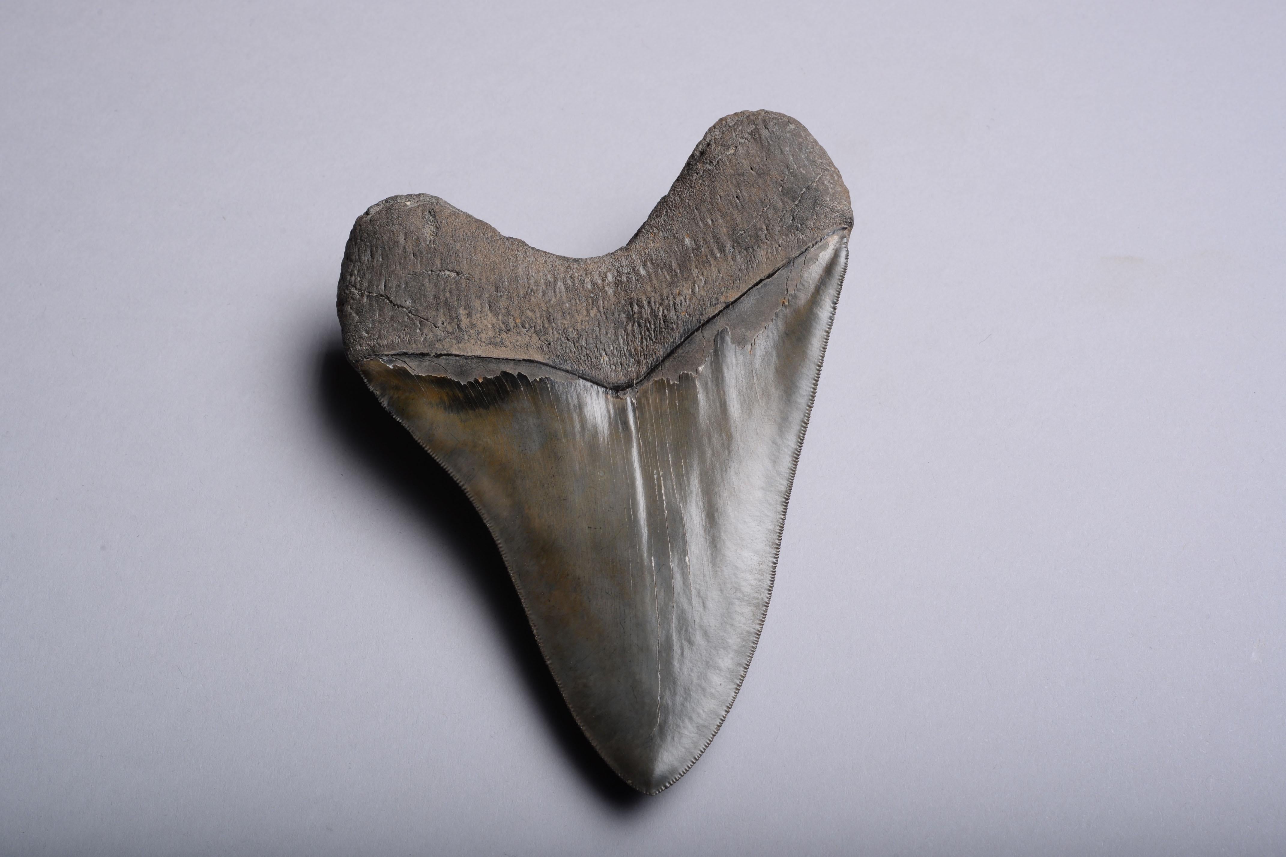 A huge, perfectly preserved Megalodon (Carcharocles megalodon) shark tooth, dating to 25 – 2 million years before the present day.

It's hard to comprehend that this enormous serrated tooth once belonged to a living creature. Yet this beautiful