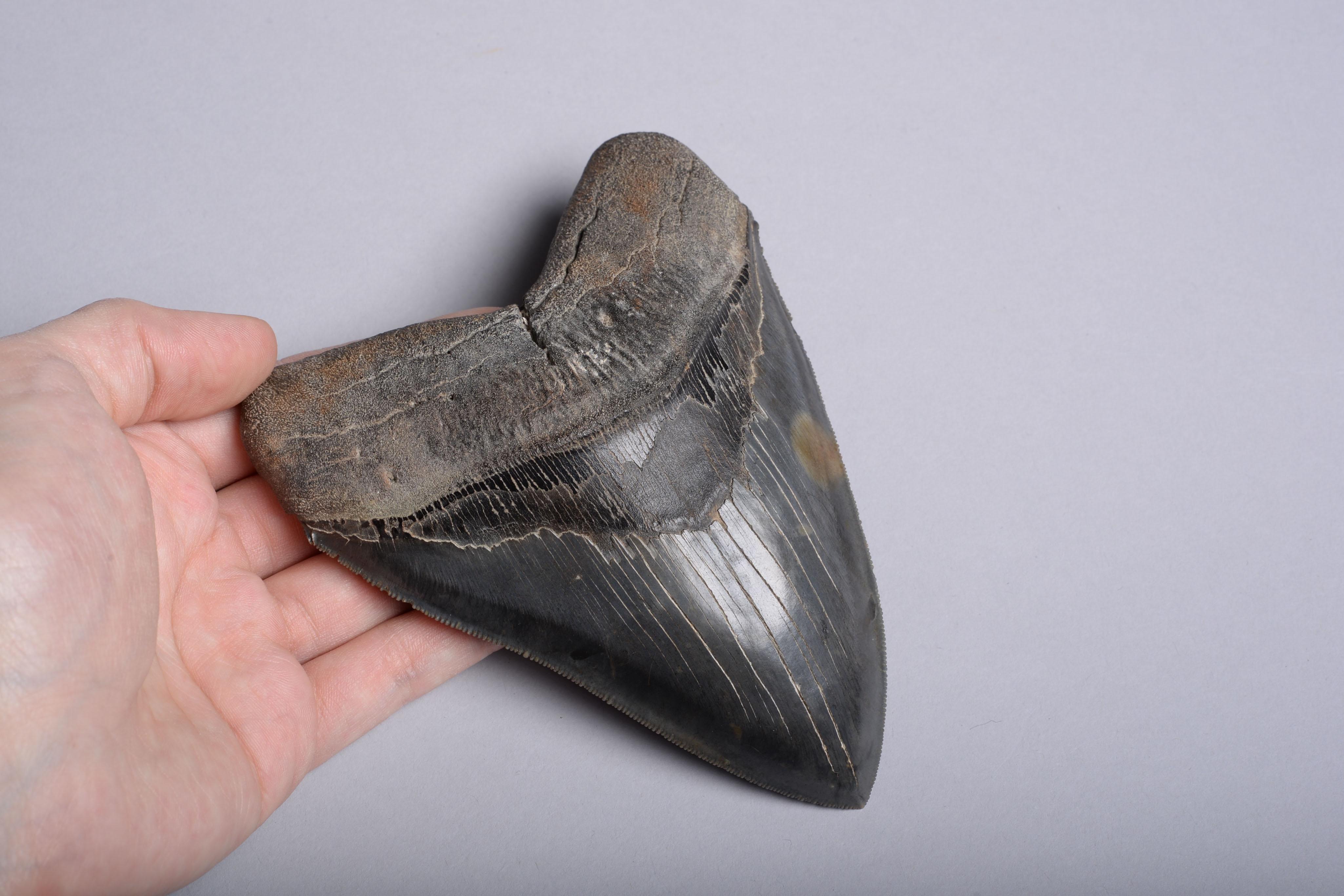 American Huge Pristine Megalodon Tooth, Prehistoric Shark Fossil