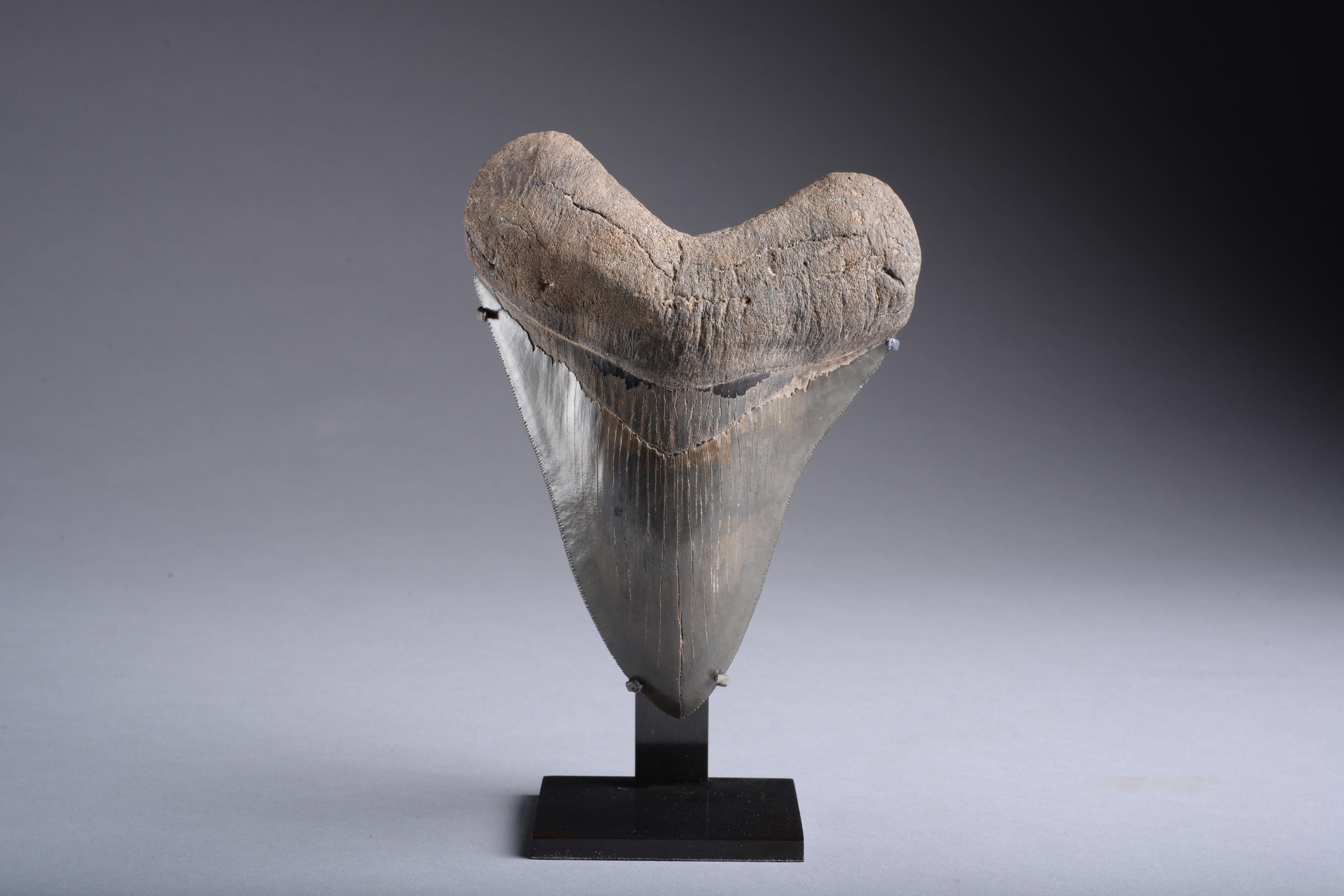 megalodon tooth sale