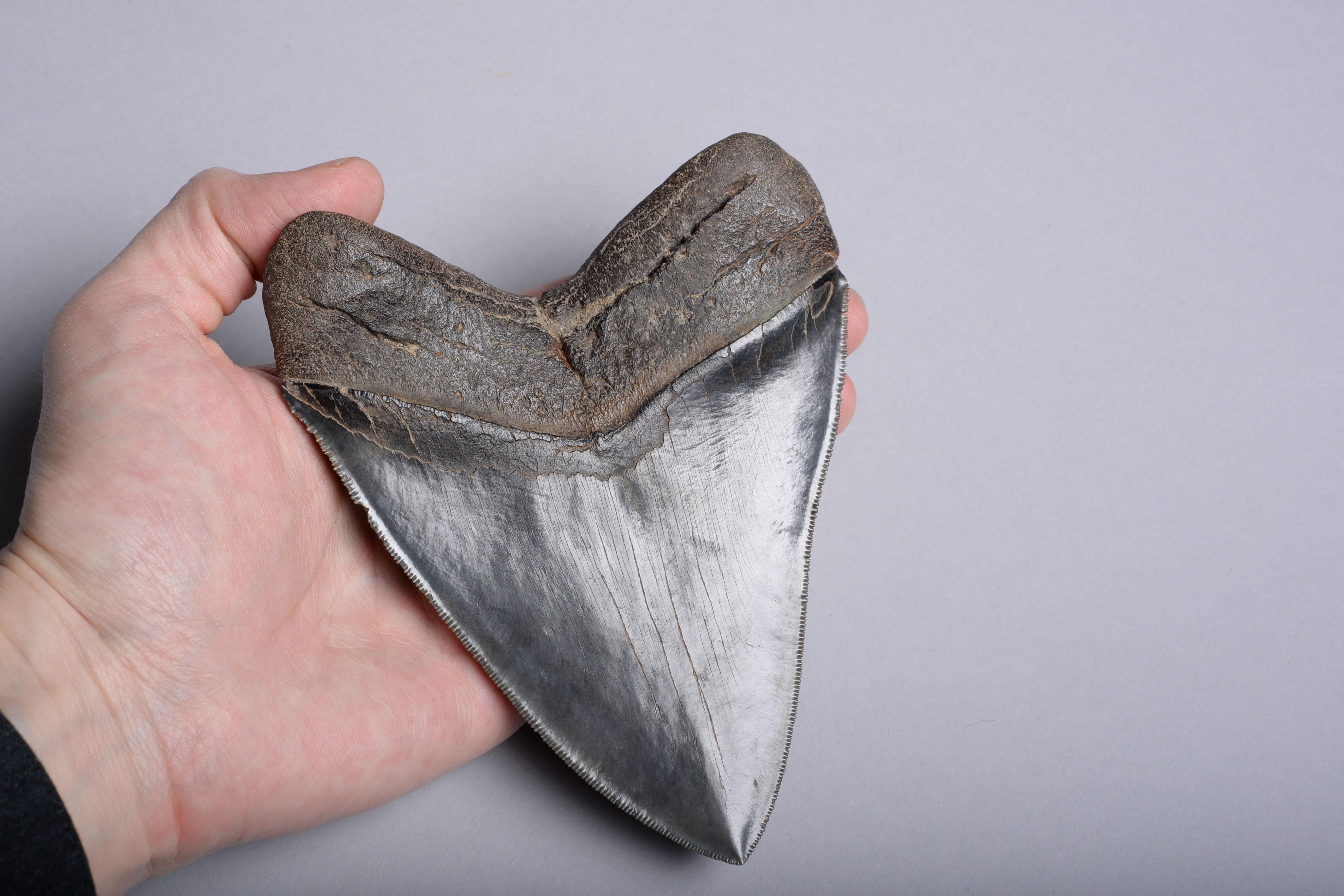 Huge Pristine Megalodon Tooth, Prehistoric Shark Fossil 1