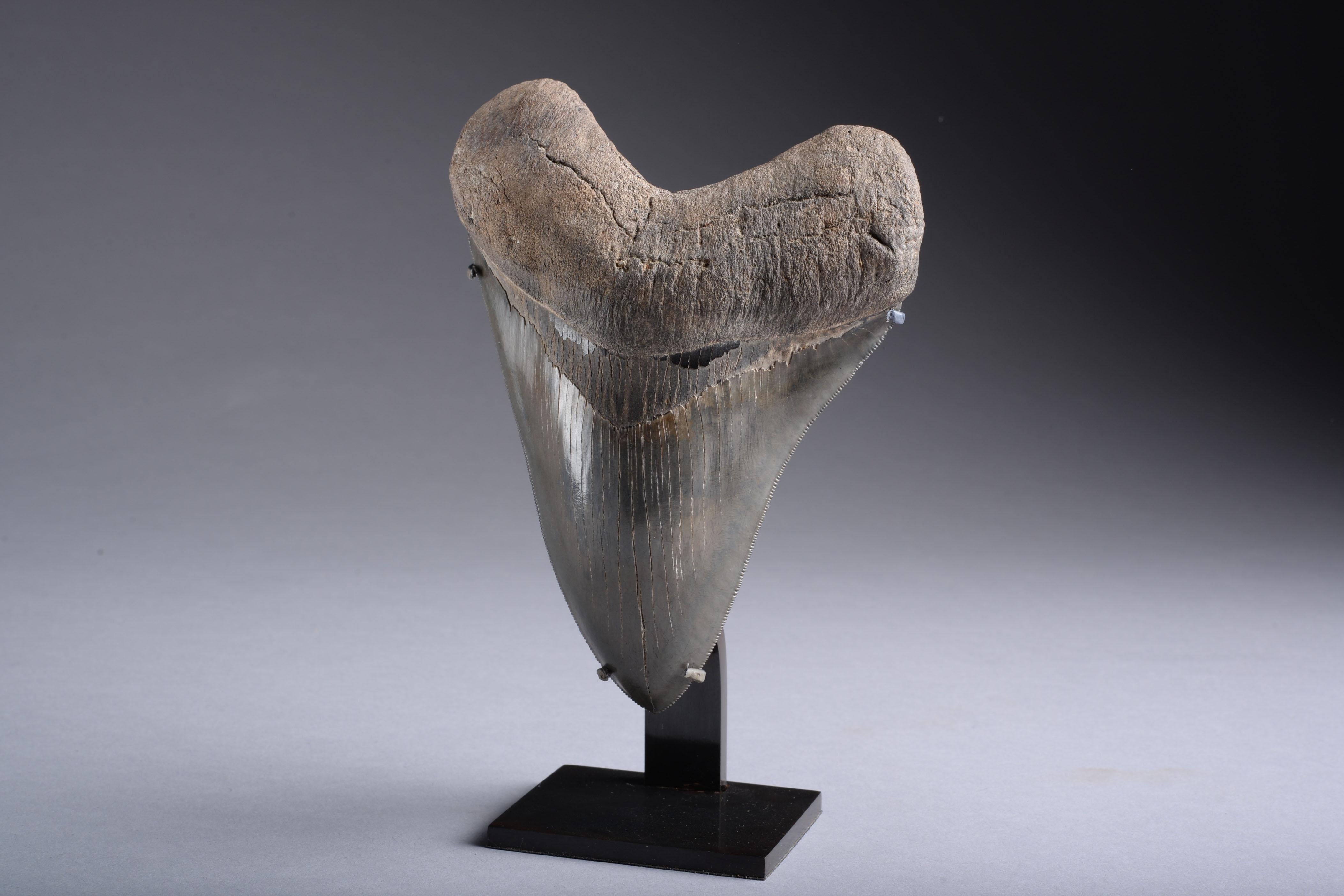 18th Century and Earlier Huge Pristine Megalodon Tooth, Prehistoric Shark Fossil