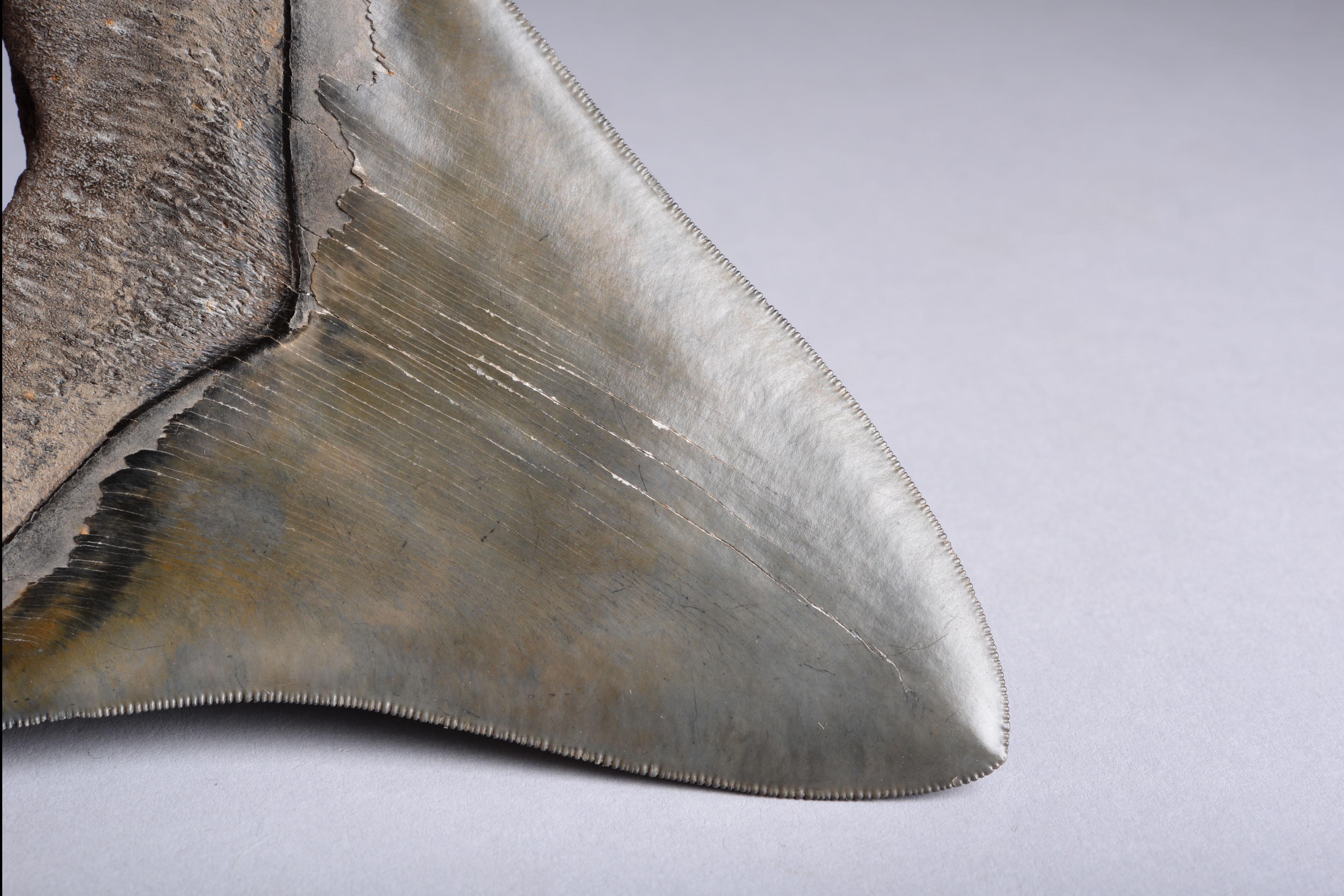 Huge Pristine Megalodon Tooth, Prehistoric Shark Fossil 1