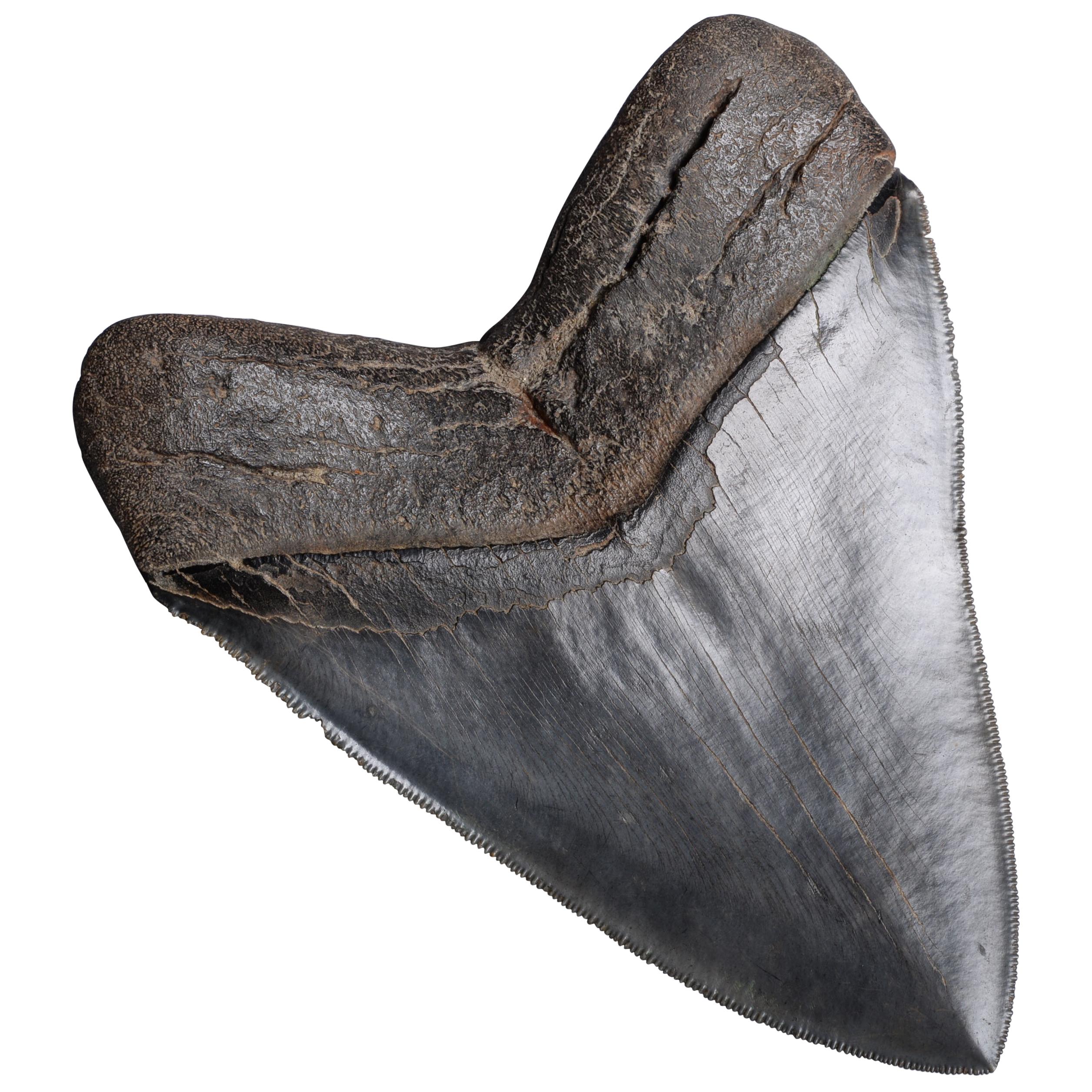 Huge Pristine Megalodon Tooth, Prehistoric Shark Fossil