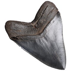 Antique Huge Pristine Megalodon Tooth, Prehistoric Shark Fossil