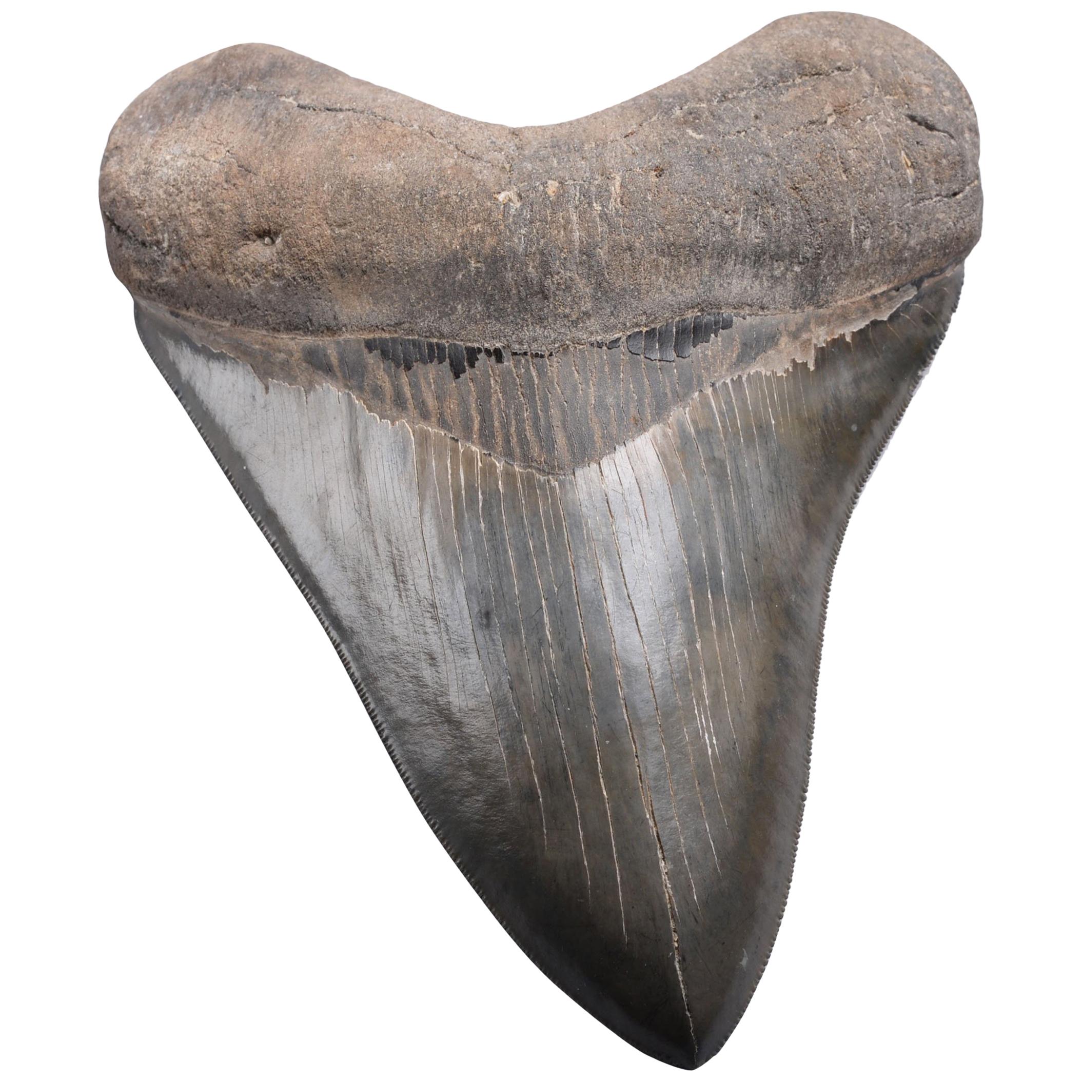 Huge Pristine Megalodon Tooth, Prehistoric Shark Fossil