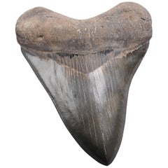 Antique Huge Pristine Megalodon Tooth, Prehistoric Shark Fossil