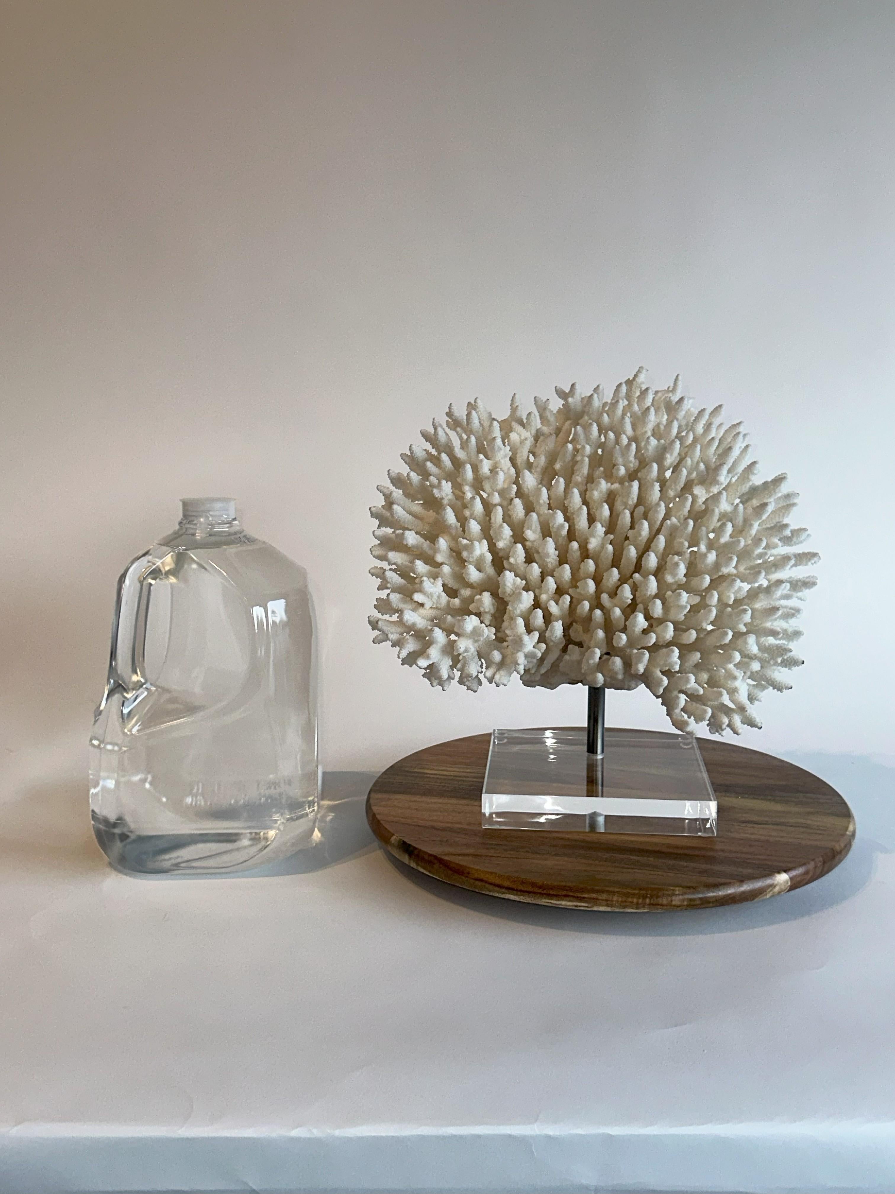 Huge Stunning White Table Coral Sculpture on Custom base, Ready to ship! For Sale 4