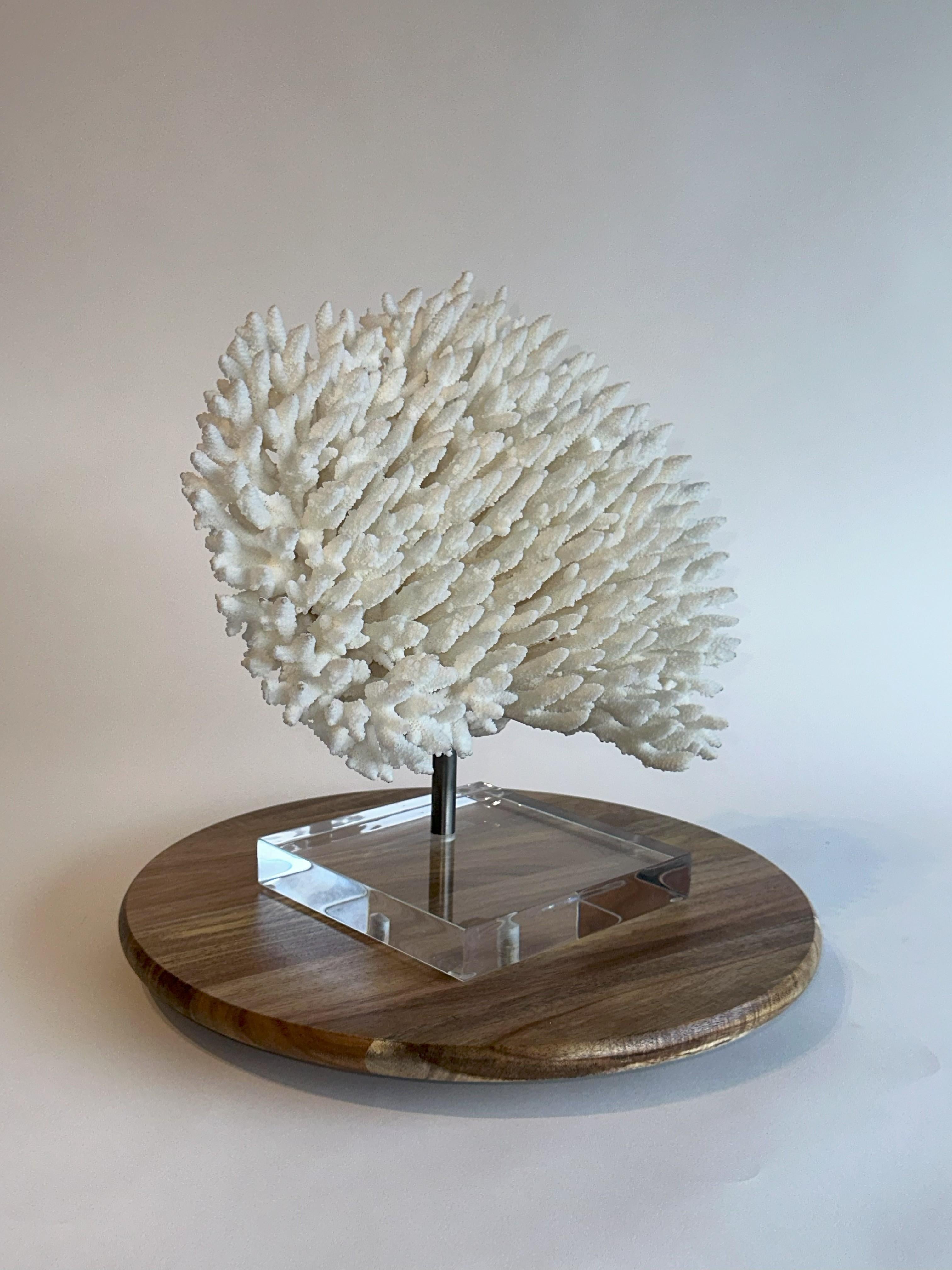 Hollywood Regency Huge Stunning White Table Coral Sculpture on Custom base, Ready to ship! For Sale
