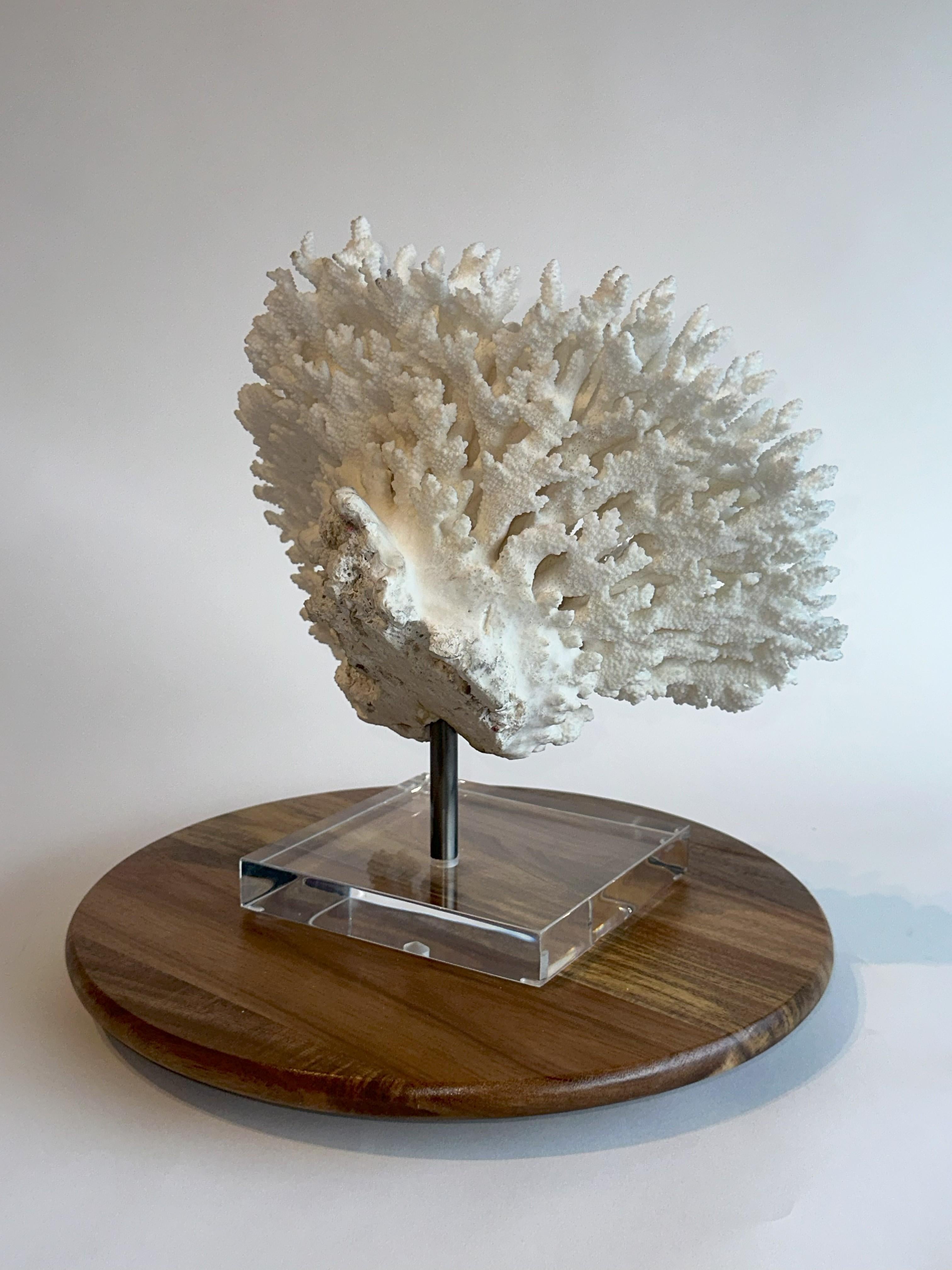 Solomon Islands Huge Stunning White Table Coral Sculpture on Custom base, Ready to ship! For Sale
