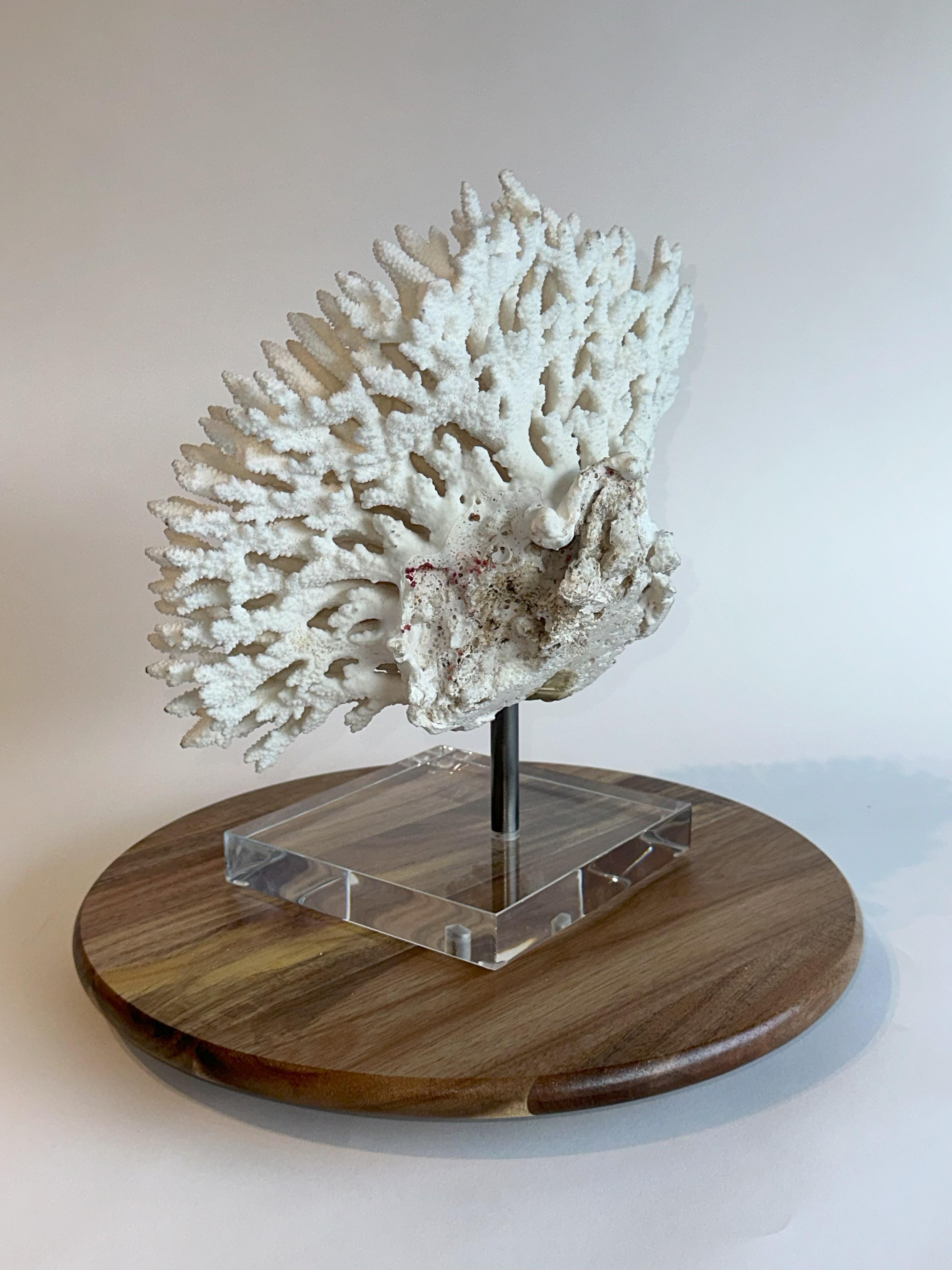 Huge Stunning White Table Coral Sculpture on Custom base, Ready to ship! In Good Condition For Sale In Euless, TX