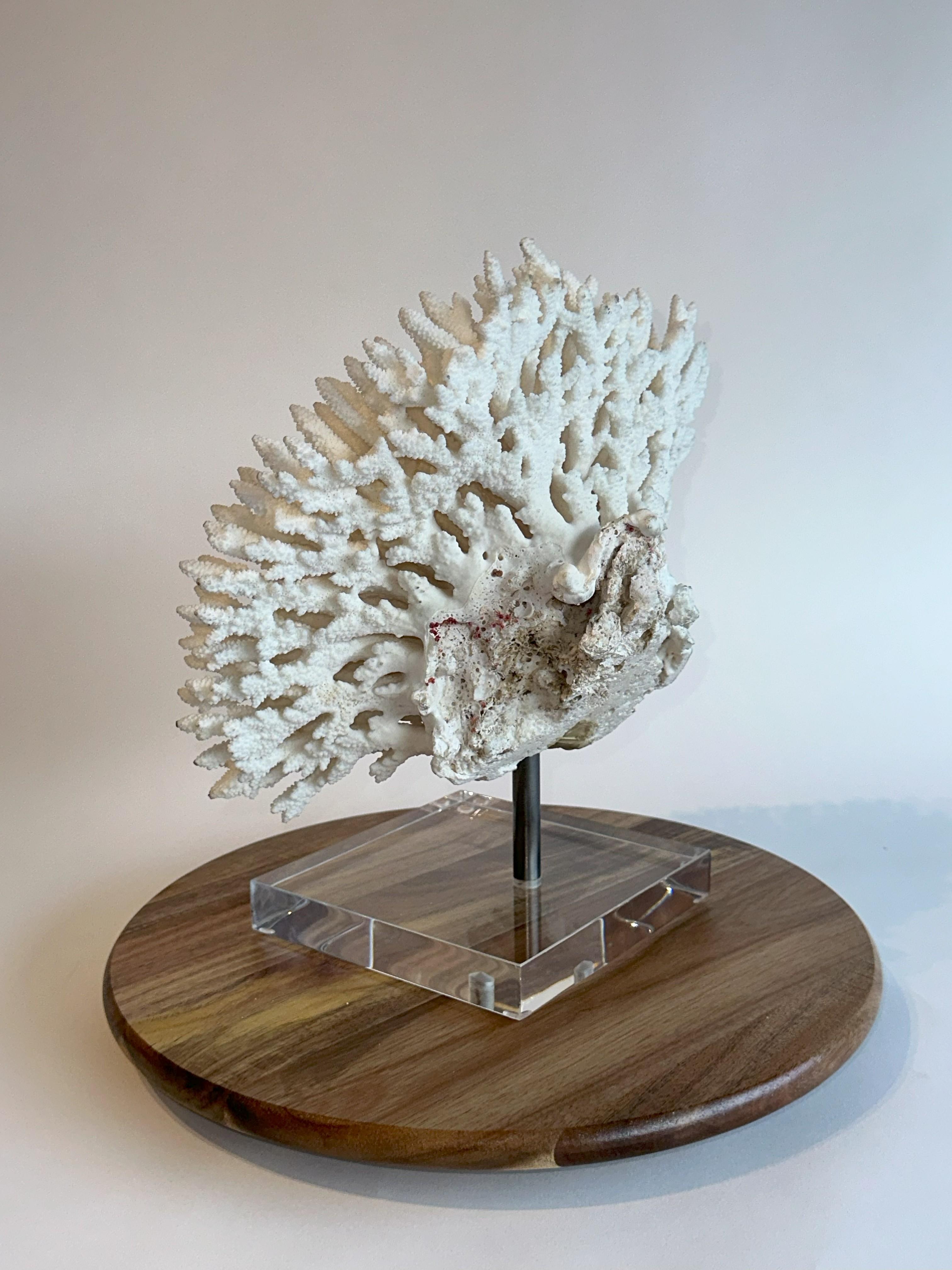 20th Century Huge Stunning White Table Coral Sculpture on Custom base, Ready to ship! For Sale