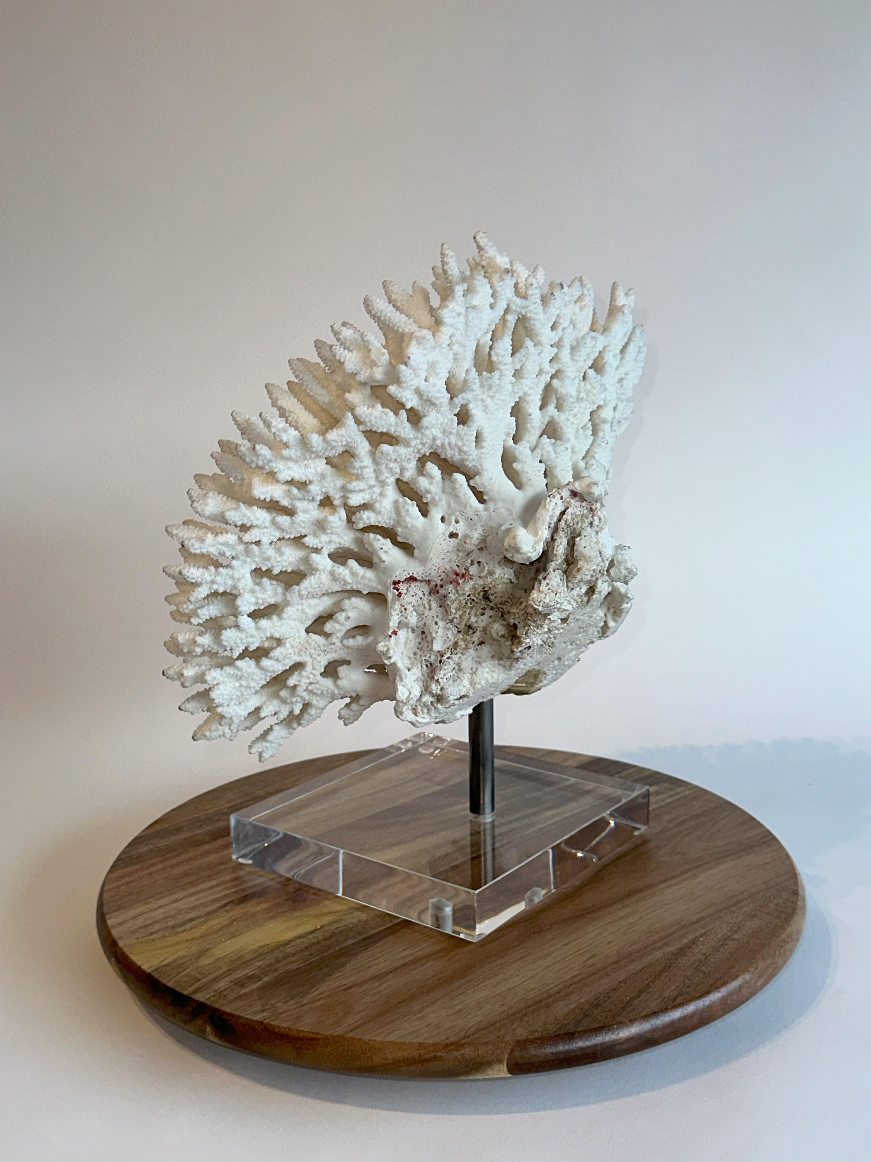 Huge Stunning White Table Coral Sculpture on Custom base, Ready to ship! For Sale 1