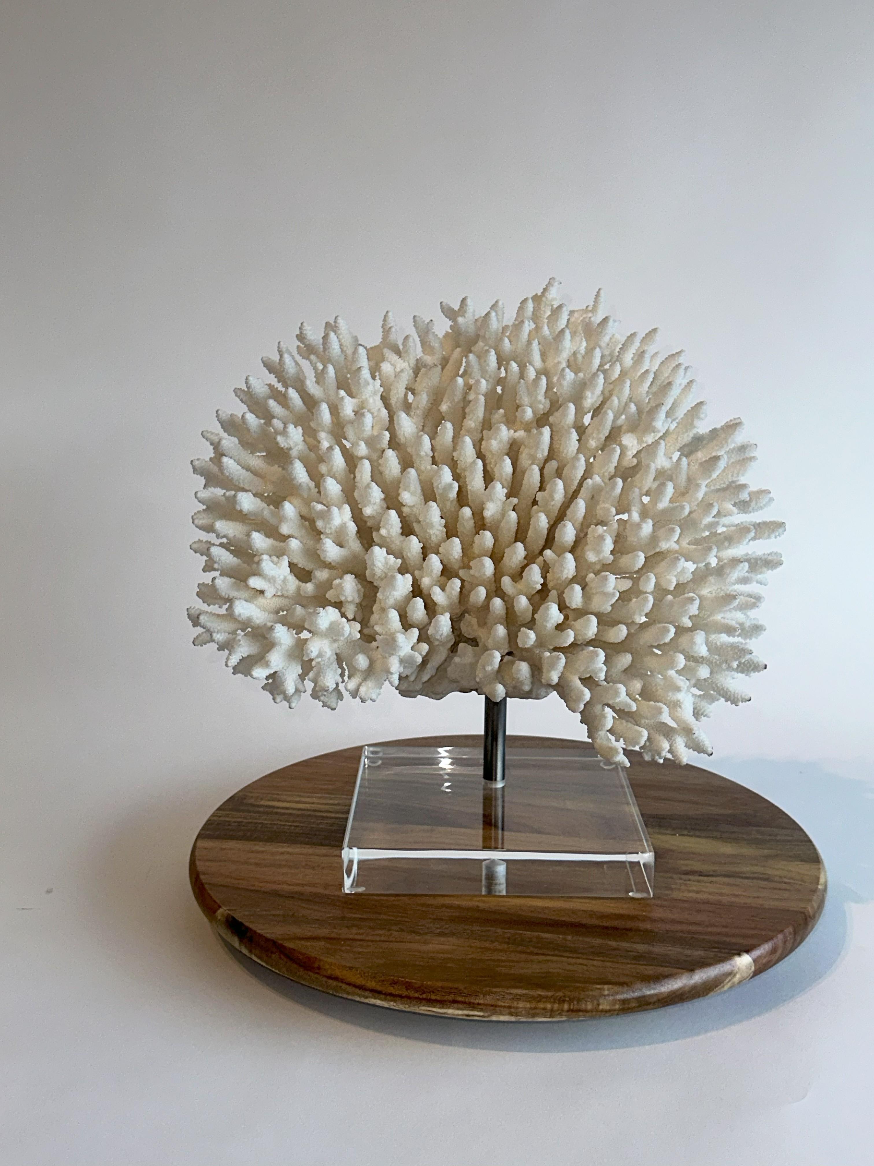 Huge Stunning White Table Coral Sculpture on Custom base, Ready to ship! For Sale 2